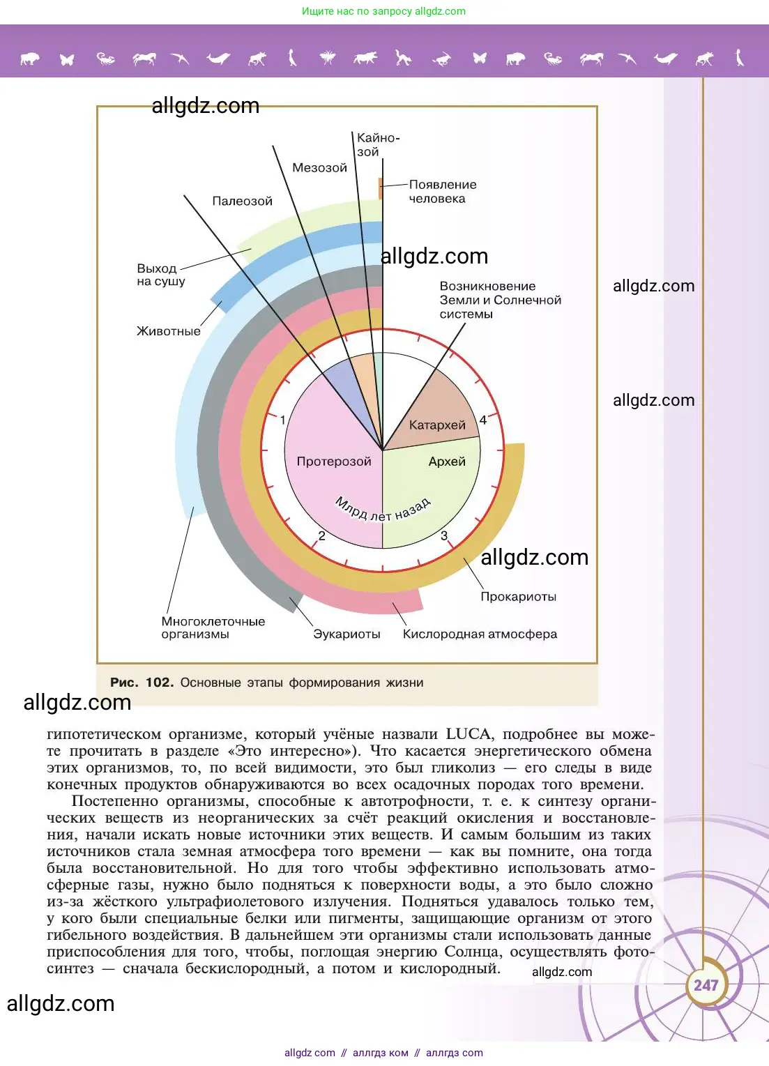 Биология, 11 класс Учебник, авторы: Пасечник Владимир Васильевич, Каменский Андрей Александрович, Рубцов Александр Михайлович, Швецов Глеб Геннадьевич, Абовян Леван Арташесович, Гапонюк Зоя Георгиевна, издательство Просвещение, Москва, 2019, страница 247