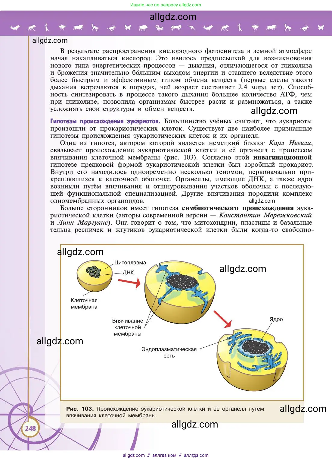 Биология, 11 класс Учебник, авторы: Пасечник Владимир Васильевич, Каменский Андрей Александрович, Рубцов Александр Михайлович, Швецов Глеб Геннадьевич, Абовян Леван Арташесович, Гапонюк Зоя Георгиевна, издательство Просвещение, Москва, 2019, страница 248
