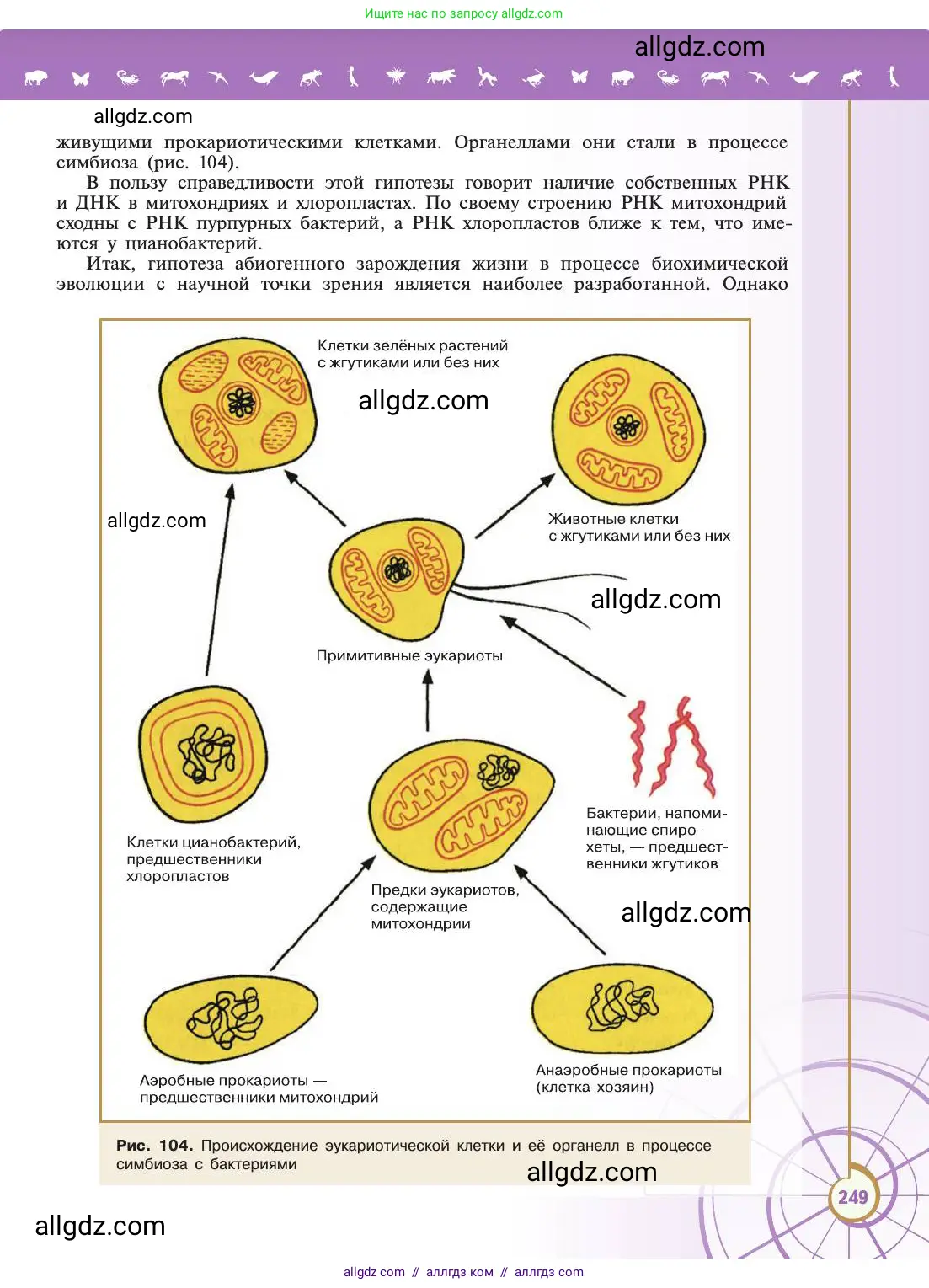 Биология, 11 класс Учебник, авторы: Пасечник Владимир Васильевич, Каменский Андрей Александрович, Рубцов Александр Михайлович, Швецов Глеб Геннадьевич, Абовян Леван Арташесович, Гапонюк Зоя Георгиевна, издательство Просвещение, Москва, 2019, страница 249