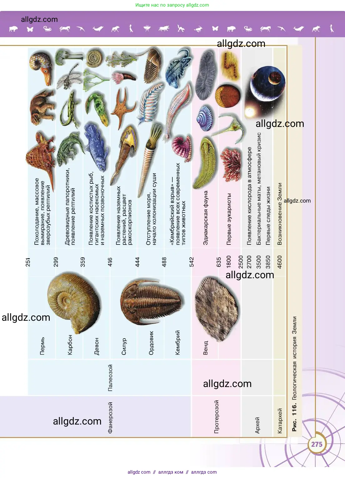 Биология, 11 класс Учебник, авторы: Пасечник Владимир Васильевич, Каменский Андрей Александрович, Рубцов Александр Михайлович, Швецов Глеб Геннадьевич, Абовян Леван Арташесович, Гапонюк Зоя Георгиевна, издательство Просвещение, Москва, 2019, страница 275
