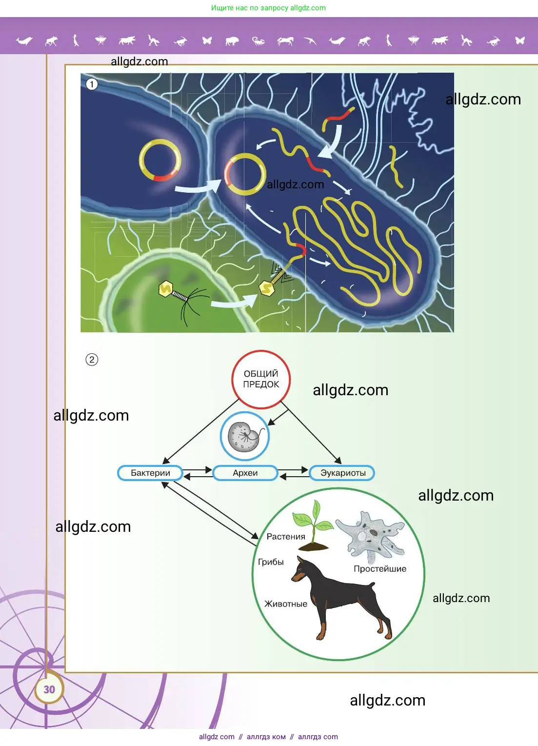 Биология, 11 класс Учебник, авторы: Пасечник Владимир Васильевич, Каменский Андрей Александрович, Рубцов Александр Михайлович, Швецов Глеб Геннадьевич, Абовян Леван Арташесович, Гапонюк Зоя Георгиевна, издательство Просвещение, Москва, 2019, страница 30