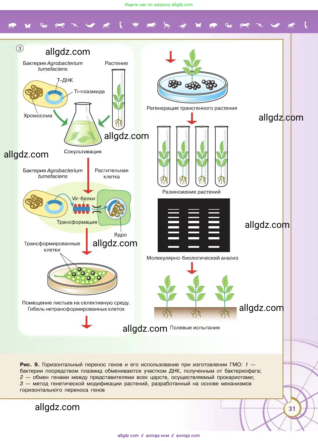 Биология, 11 класс Учебник, авторы: Пасечник Владимир Васильевич, Каменский Андрей Александрович, Рубцов Александр Михайлович, Швецов Глеб Геннадьевич, Абовян Леван Арташесович, Гапонюк Зоя Георгиевна, издательство Просвещение, Москва, 2019, страница 31