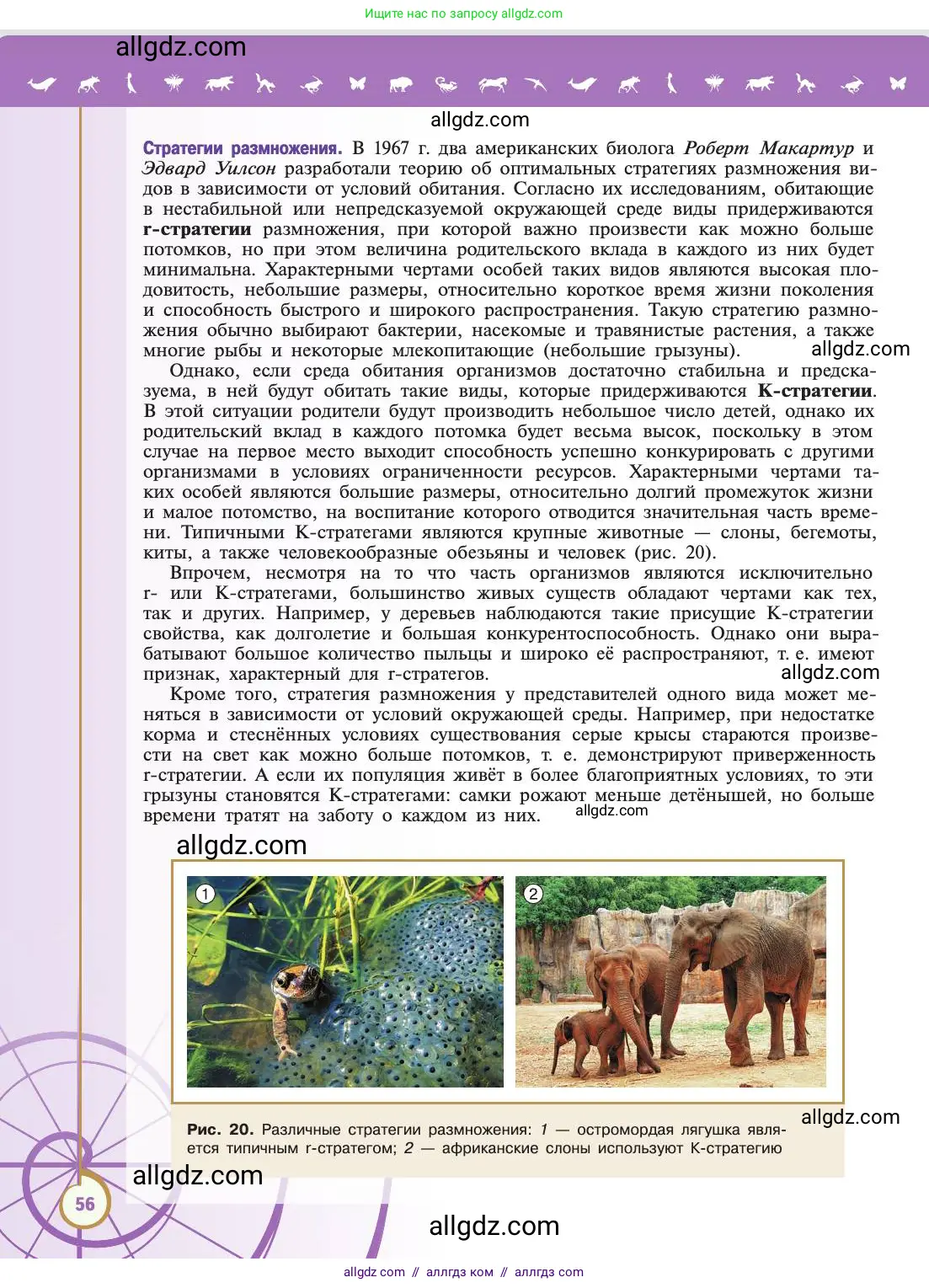 Биология, 11 класс Учебник, авторы: Пасечник Владимир Васильевич, Каменский Андрей Александрович, Рубцов Александр Михайлович, Швецов Глеб Геннадьевич, Абовян Леван Арташесович, Гапонюк Зоя Георгиевна, издательство Просвещение, Москва, 2019, страница 56