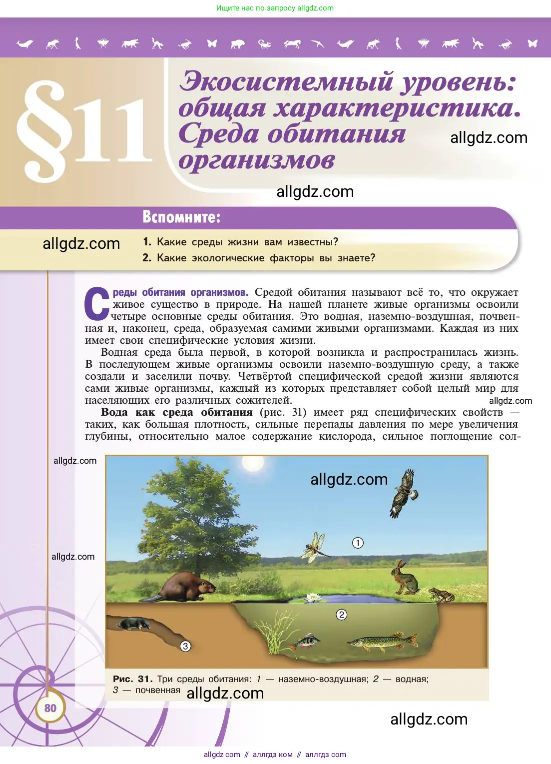 Биология, 11 класс Учебник, авторы: Пасечник Владимир Васильевич, Каменский Андрей Александрович, Рубцов Александр Михайлович, Швецов Глеб Геннадьевич, Абовян Леван Арташесович, Гапонюк Зоя Георгиевна, издательство Просвещение, Москва, 2019, страница 80