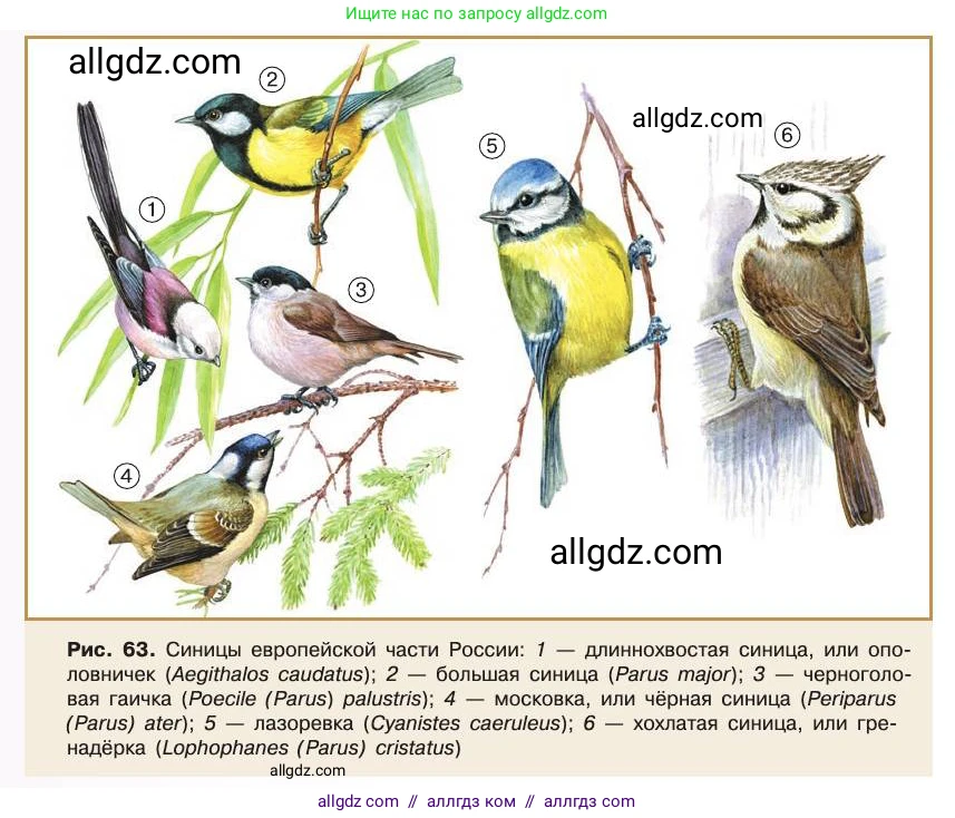 Биология, 11 класс Учебник, авторы: Пасечник Владимир Васильевич, Каменский Андрей Александрович, Рубцов Александр Михайлович, Швецов Глеб Геннадьевич, Абовян Леван Арташесович, Гапонюк Зоя Георгиевна, издательство Просвещение, Москва, 2019, страница 153, Условие (продолжение 2)