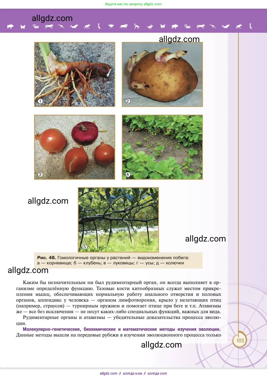 Биология, 11 класс Учебник, авторы: Пасечник Владимир Васильевич, Каменский Андрей Александрович, Рубцов Александр Михайлович, Швецов Глеб Геннадьевич, Абовян Леван Арташесович, Гапонюк Зоя Георгиевна, издательство Просвещение, Москва, 2023, страница 103