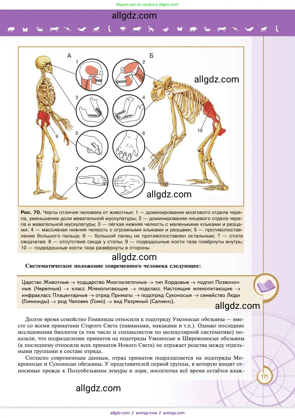 Биология, 11 класс Учебник, авторы: Пасечник Владимир Васильевич, Каменский Андрей Александрович, Рубцов Александр Михайлович, Швецов Глеб Геннадьевич, Абовян Леван Арташесович, Гапонюк Зоя Георгиевна, издательство Просвещение, Москва, 2023, страница 171