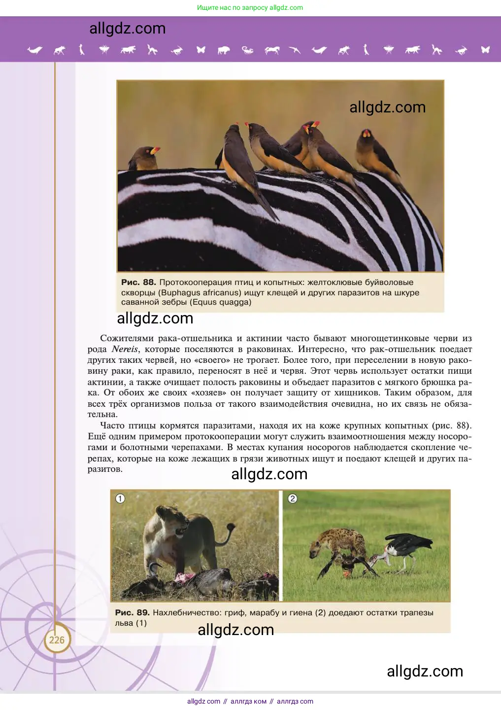 Биология, 11 класс Учебник, авторы: Пасечник Владимир Васильевич, Каменский Андрей Александрович, Рубцов Александр Михайлович, Швецов Глеб Геннадьевич, Абовян Леван Арташесович, Гапонюк Зоя Георгиевна, издательство Просвещение, Москва, 2023, страница 226