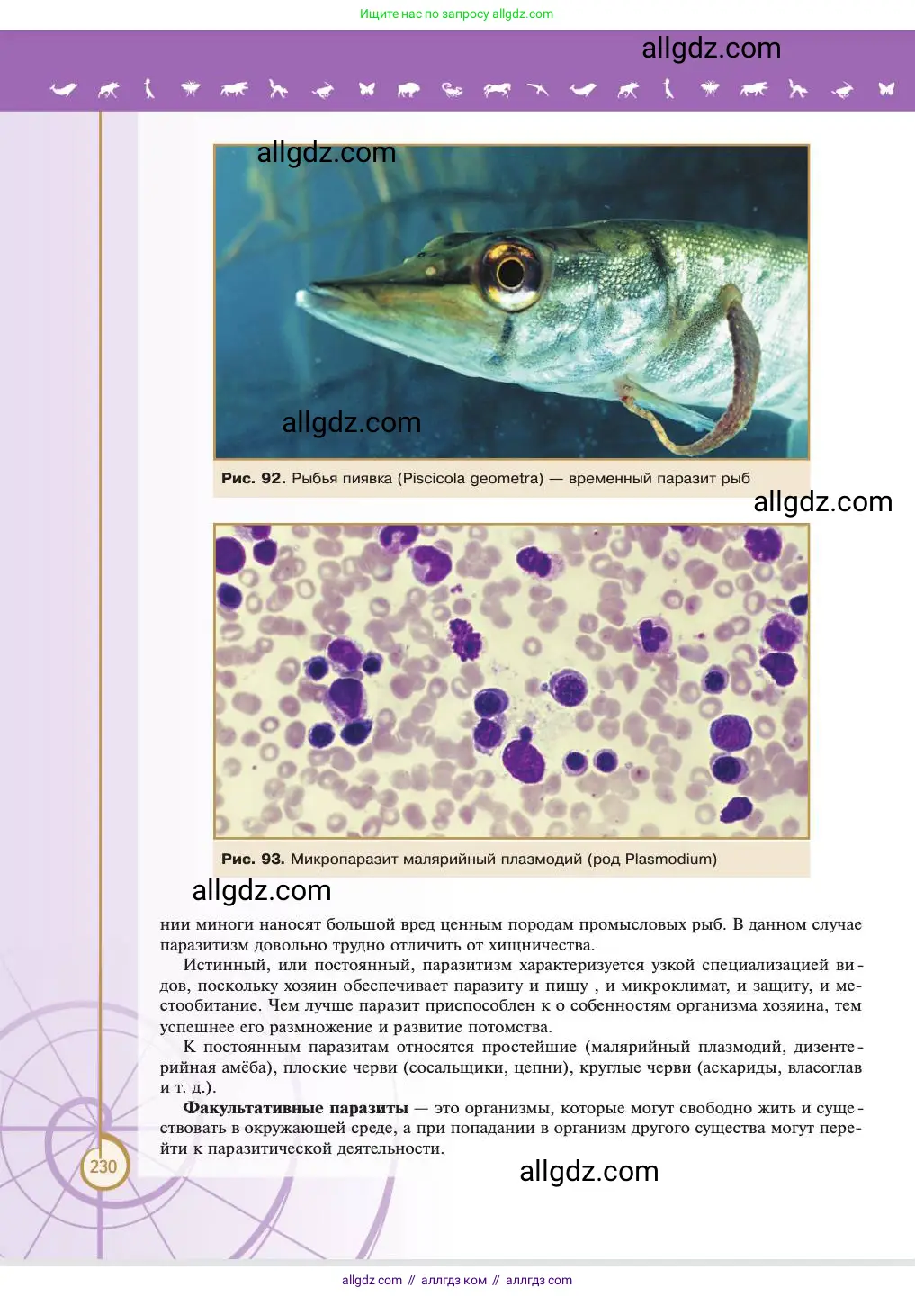 Биология, 11 класс Учебник, авторы: Пасечник Владимир Васильевич, Каменский Андрей Александрович, Рубцов Александр Михайлович, Швецов Глеб Геннадьевич, Абовян Леван Арташесович, Гапонюк Зоя Георгиевна, издательство Просвещение, Москва, 2023, страница 230
