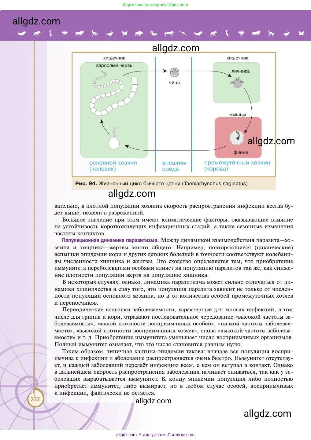 Биология, 11 класс Учебник, авторы: Пасечник Владимир Васильевич, Каменский Андрей Александрович, Рубцов Александр Михайлович, Швецов Глеб Геннадьевич, Абовян Леван Арташесович, Гапонюк Зоя Георгиевна, издательство Просвещение, Москва, 2023, страница 232