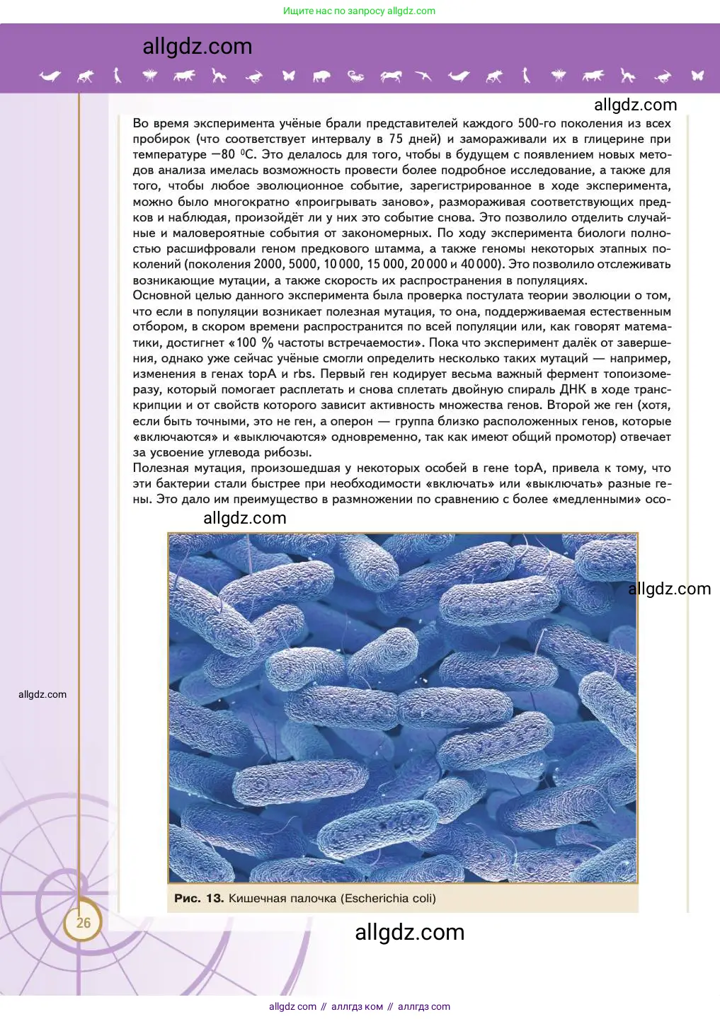 Биология, 11 класс Учебник, авторы: Пасечник Владимир Васильевич, Каменский Андрей Александрович, Рубцов Александр Михайлович, Швецов Глеб Геннадьевич, Абовян Леван Арташесович, Гапонюк Зоя Георгиевна, издательство Просвещение, Москва, 2023, страница 26