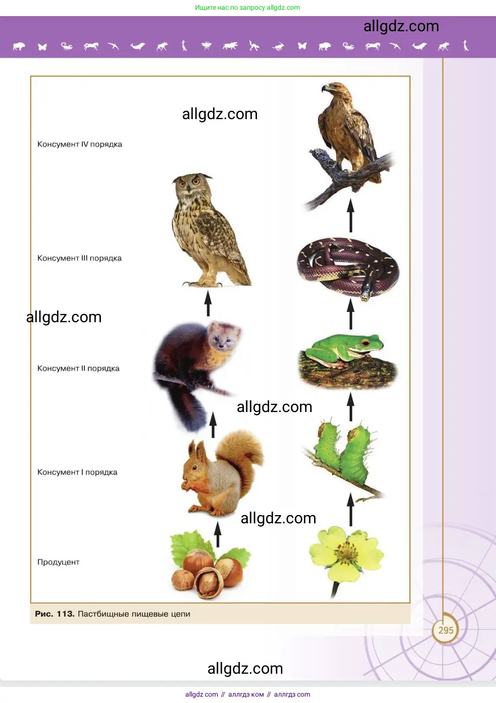 Биология, 11 класс Учебник, авторы: Пасечник Владимир Васильевич, Каменский Андрей Александрович, Рубцов Александр Михайлович, Швецов Глеб Геннадьевич, Абовян Леван Арташесович, Гапонюк Зоя Георгиевна, издательство Просвещение, Москва, 2023, страница 295