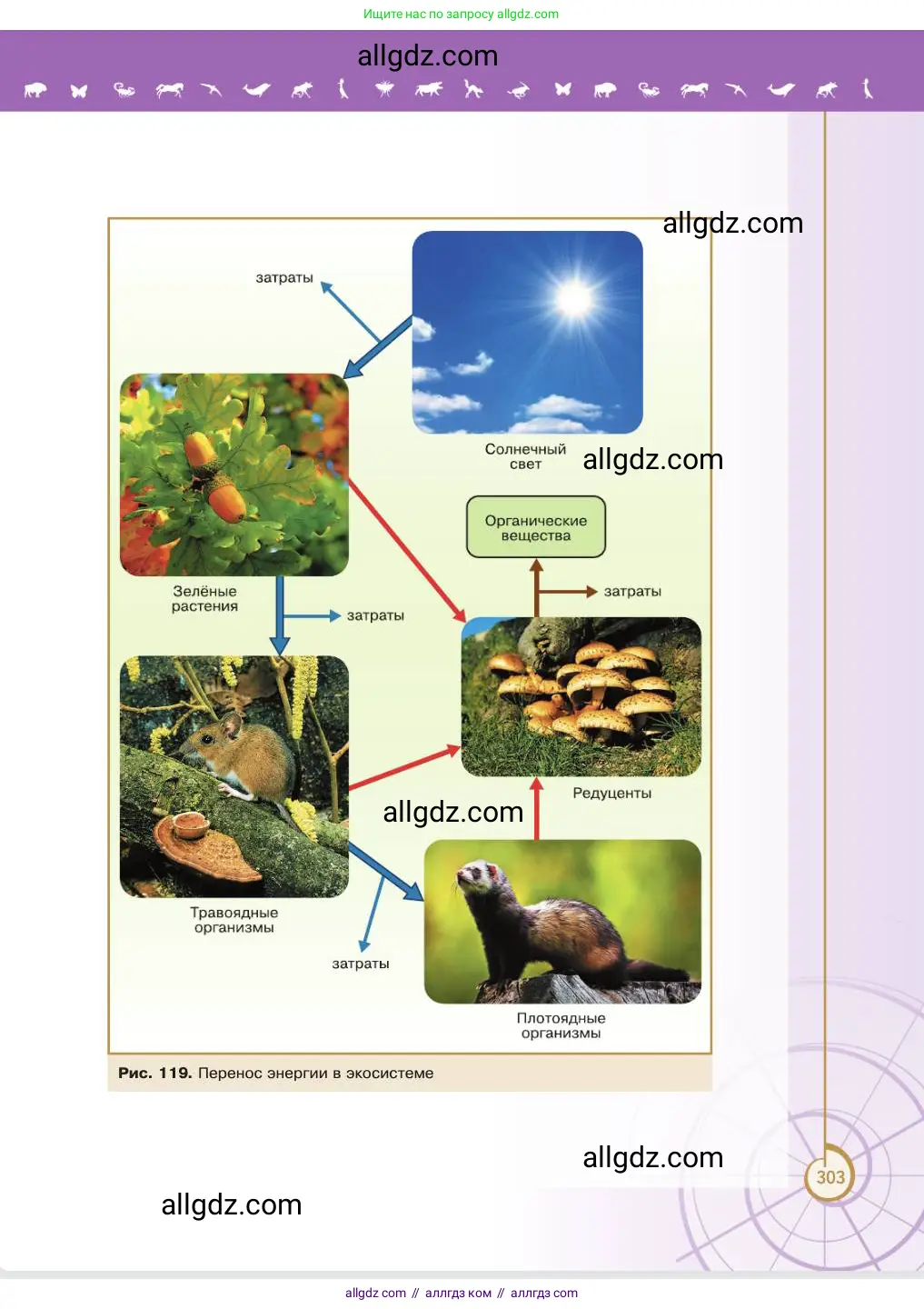 Биология, 11 класс Учебник, авторы: Пасечник Владимир Васильевич, Каменский Андрей Александрович, Рубцов Александр Михайлович, Швецов Глеб Геннадьевич, Абовян Леван Арташесович, Гапонюк Зоя Георгиевна, издательство Просвещение, Москва, 2023, страница 303