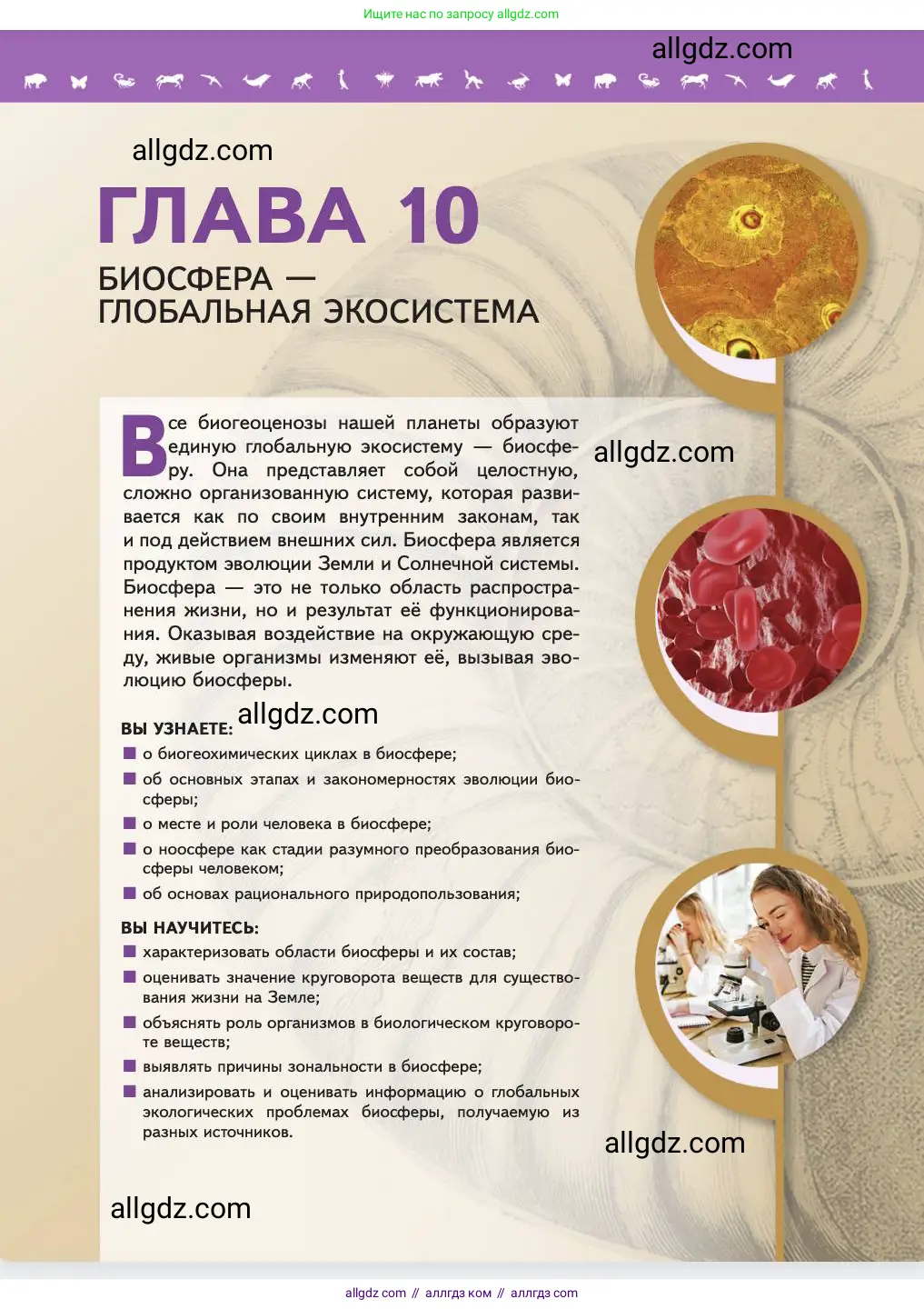 Биология, 11 класс Учебник, авторы: Пасечник Владимир Васильевич, Каменский Андрей Александрович, Рубцов Александр Михайлович, Швецов Глеб Геннадьевич, Абовян Леван Арташесович, Гапонюк Зоя Георгиевна, издательство Просвещение, Москва, 2023, страница 337