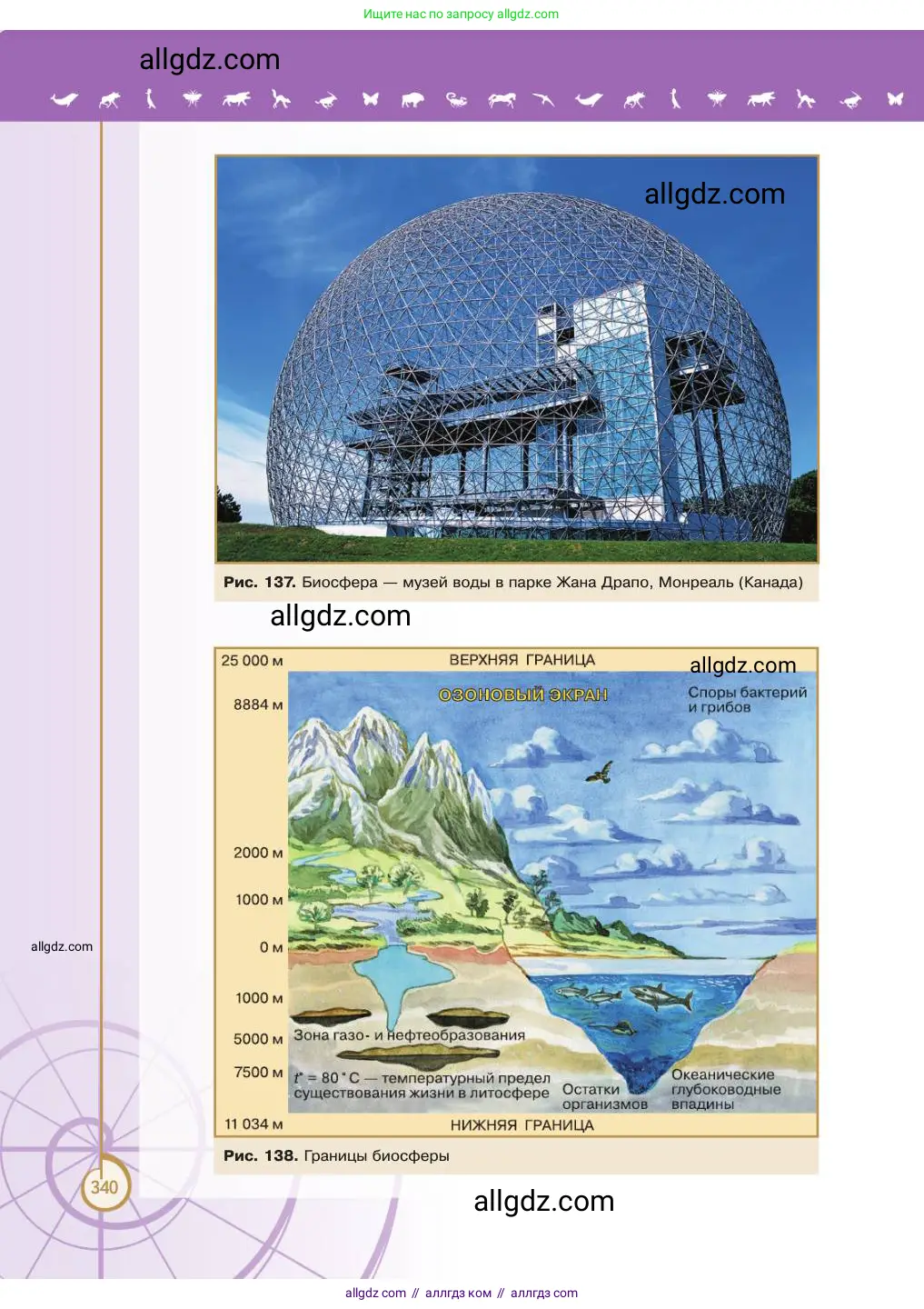 Биология, 11 класс Учебник, авторы: Пасечник Владимир Васильевич, Каменский Андрей Александрович, Рубцов Александр Михайлович, Швецов Глеб Геннадьевич, Абовян Леван Арташесович, Гапонюк Зоя Георгиевна, издательство Просвещение, Москва, 2023, страница 340