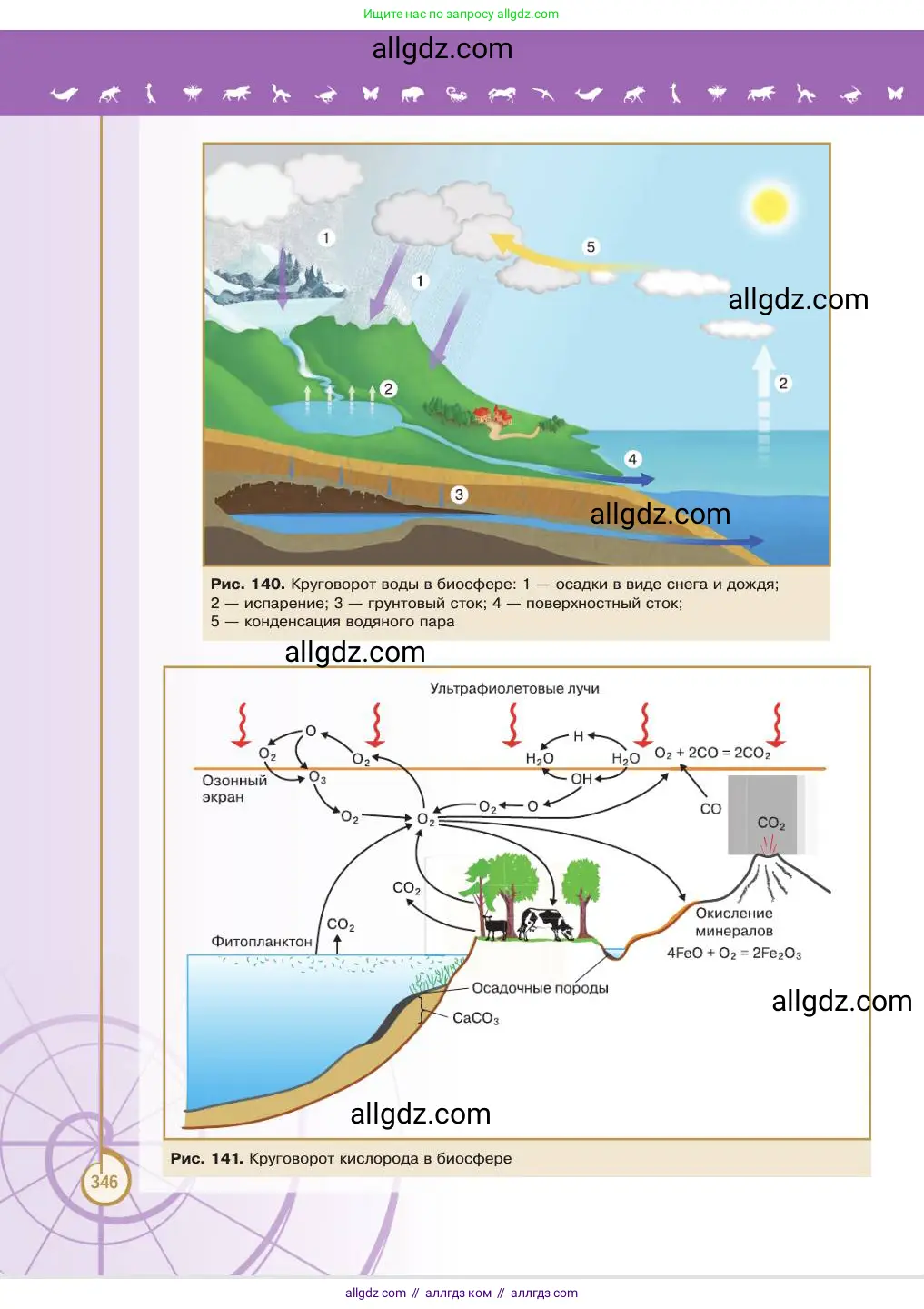 Биология, 11 класс Учебник, авторы: Пасечник Владимир Васильевич, Каменский Андрей Александрович, Рубцов Александр Михайлович, Швецов Глеб Геннадьевич, Абовян Леван Арташесович, Гапонюк Зоя Георгиевна, издательство Просвещение, Москва, 2023, страница 346