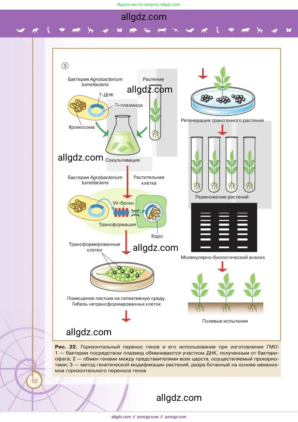Биология, 11 класс Учебник, авторы: Пасечник Владимир Васильевич, Каменский Андрей Александрович, Рубцов Александр Михайлович, Швецов Глеб Геннадьевич, Абовян Леван Арташесович, Гапонюк Зоя Георгиевна, издательство Просвещение, Москва, 2023, страница 50