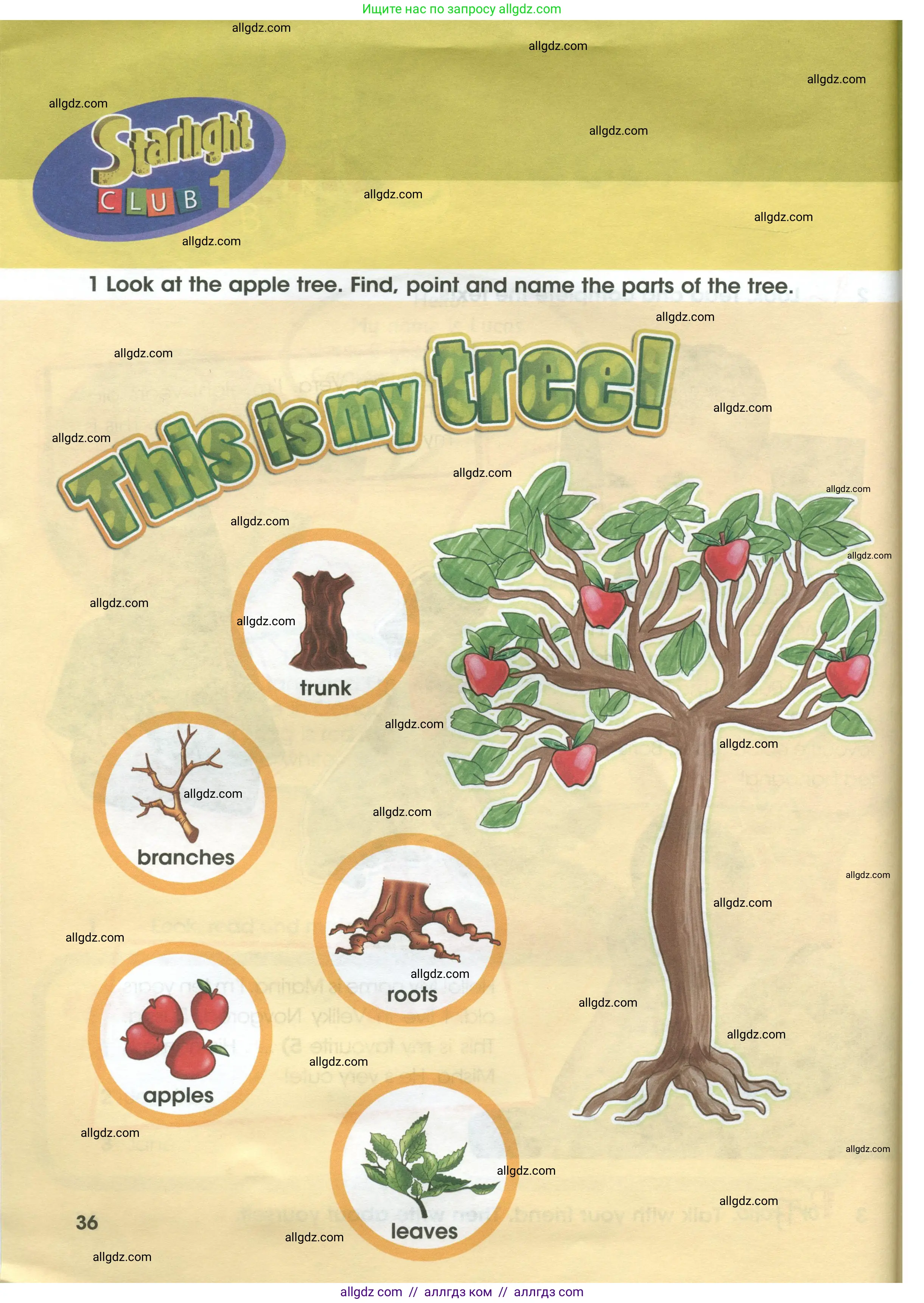 Английский язык (english), 3 класс Учебник (Student's book), авторы: Баранова Ксения Михайловна (Baranova Ksenia), Дули Дженни (Dooley Jenny), Копылова Виктория Викторовна (Kopylova Victoria), Мильруд Радислав Петрович (Millrood Radislav), Эванс Вирджиния (Evans Virginia), издательство Просвещение, Москва, 2023, зелёного цвета, Часть ( Part) 1, страница 36