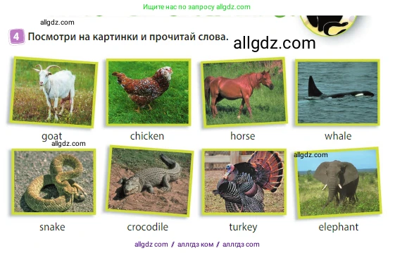 Английский язык (english), 3 класс Учебник (Student's book), авторы: Быкова Надежда Ильинична (Bykova Nadezhda), Дули Дженни (Dooley Jenny), Поспелова Марина Давидовна (Pospelova Marina), Эванс Вирджиния (Evans Virginia), издательство Просвещение, Москва, 2023, зелёного цвета, Часть 2, страница 13, номер 4, Условие