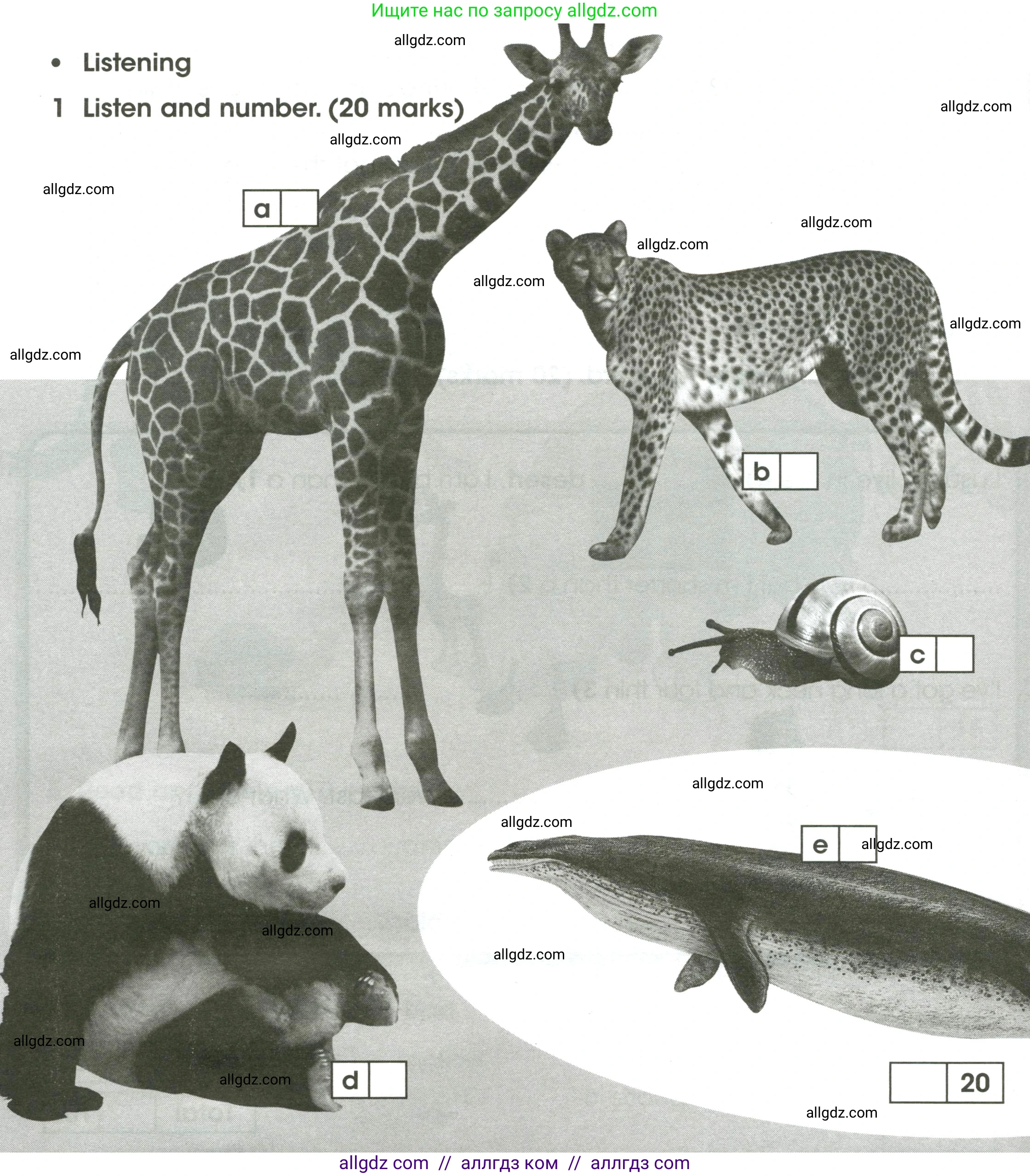 Английский язык (english), 4 класс контрольные задания (test booklet), авторы: Баранова Ксения Михайловна (Baranova Ksenia), Дули Дженни (Dooley Jenny), Копылова Виктория Викторовна (Kopylova Victoria), Мильруд Радислав Петрович (Millrood Radislav), Эванс Вирджиния (Evans Virginia), издательство Просвещение, Москва, 2023, серого цвета, страница 36, номер 1, Условие