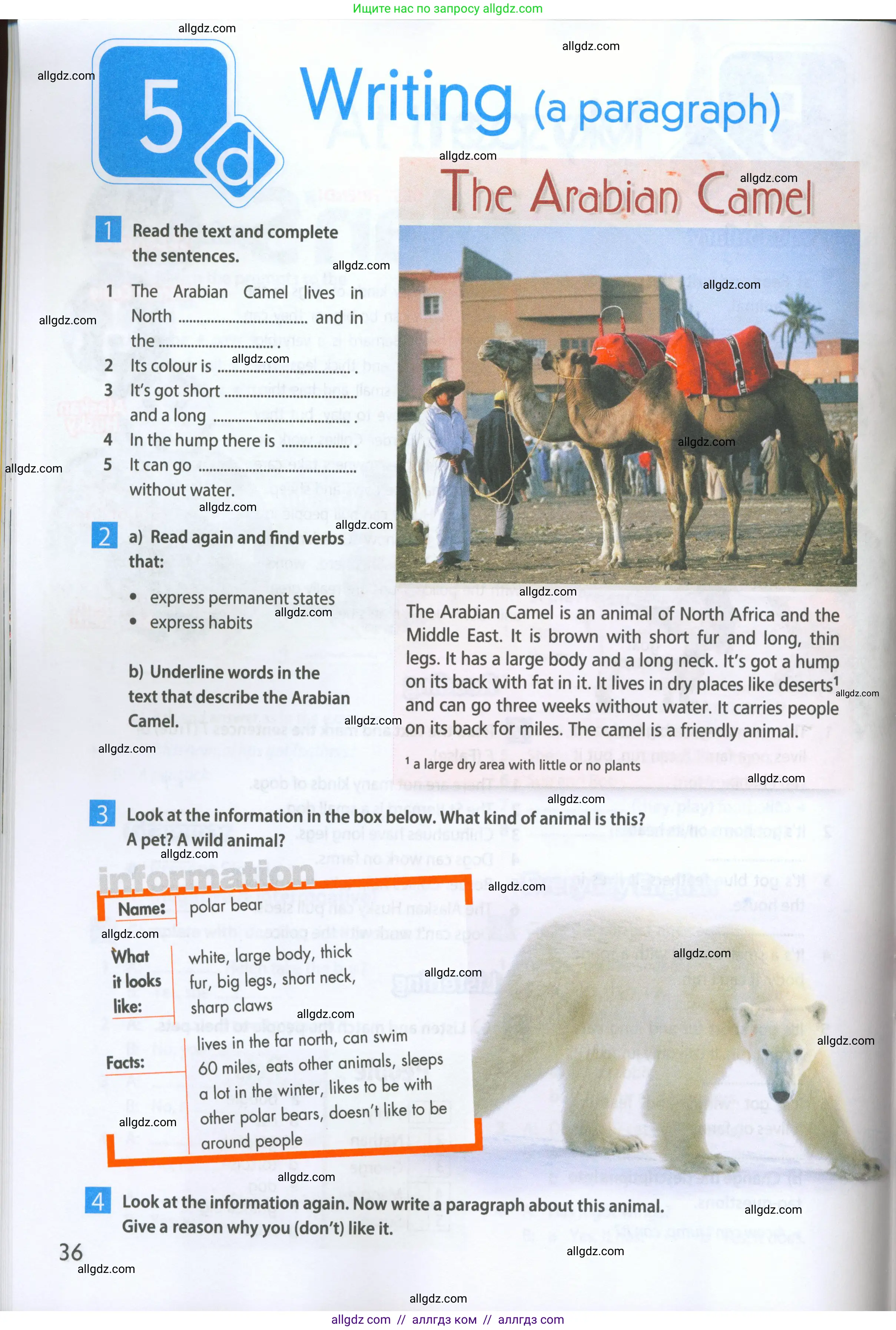 Английский язык (english), 5 класс Рабочая тетрадь (workbook), авторы: Ваулина Юлия Евгеньевна (Vaulina Julia), Дули Дженни (Dooley Jenny), Подоляко Ольга Евгеньевна (Podolyako Olga), Эванс Вирджиния (Evans Virginia), издательство Просвещение, Москва, 2023, жёлтого цвета, страница 36