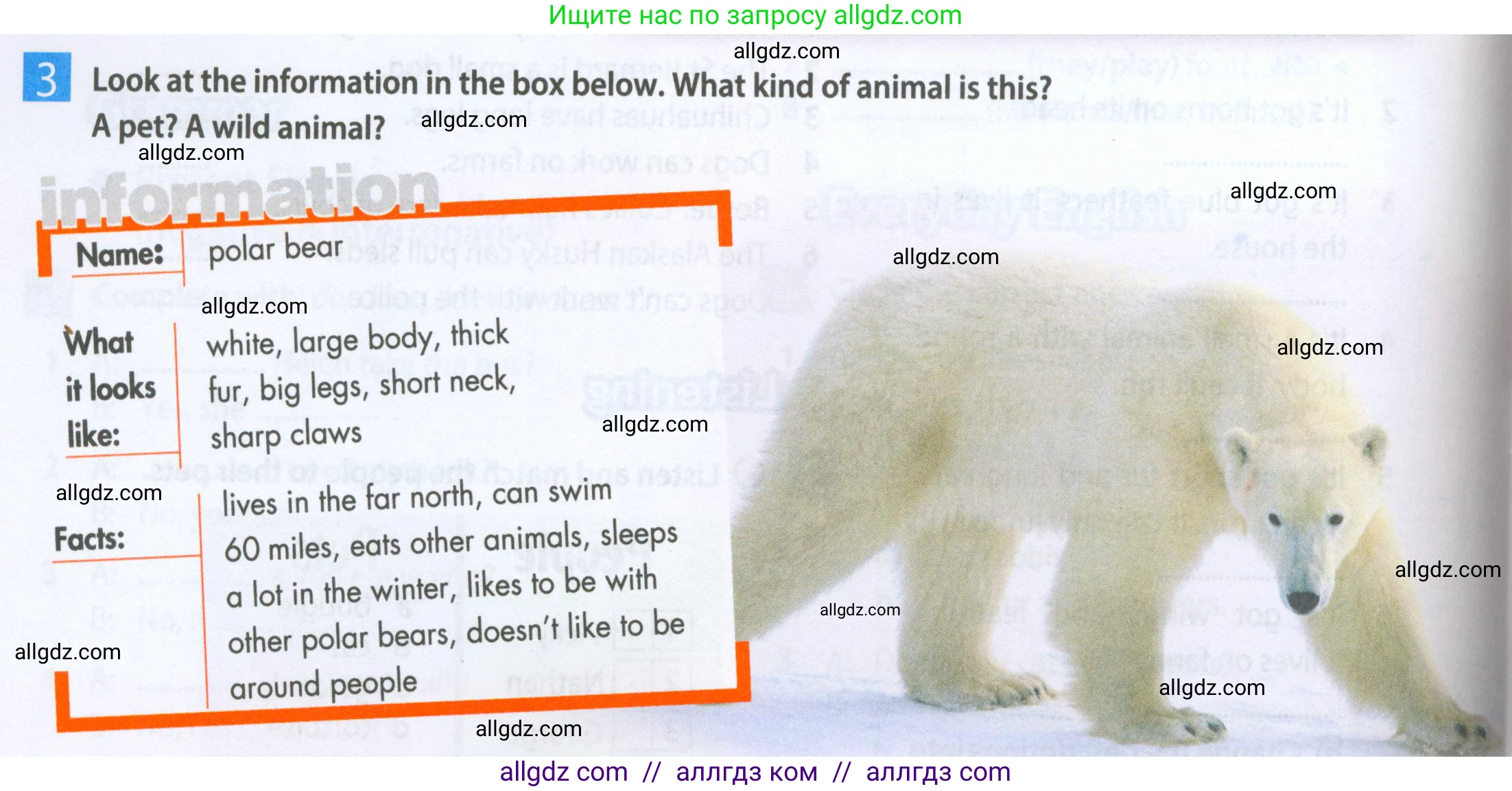 Английский язык (english), 5 класс Рабочая тетрадь (workbook), авторы: Ваулина Юлия Евгеньевна (Vaulina Julia), Дули Дженни (Dooley Jenny), Подоляко Ольга Евгеньевна (Podolyako Olga), Эванс Вирджиния (Evans Virginia), издательство Просвещение, Москва, 2023, жёлтого цвета, страница 36, номер 3, Условие 2023-2027