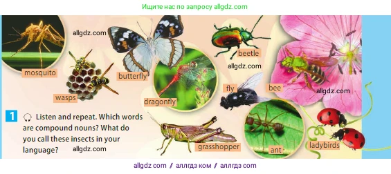 Английский язык (english), 5 класс Учебник (Student's book), авторы: Ваулина Юлия Евгеньевна (Vaulina Julia), Дули Дженни (Dooley Jenny), Подоляко Ольга Евгеньевна (Podolyako Olga), Эванс Вирджиния (Evans Virginia), издательство Просвещение, Москва, 2023, жёлтого цвета, страница 73, номер 1, Условие 2023-2027