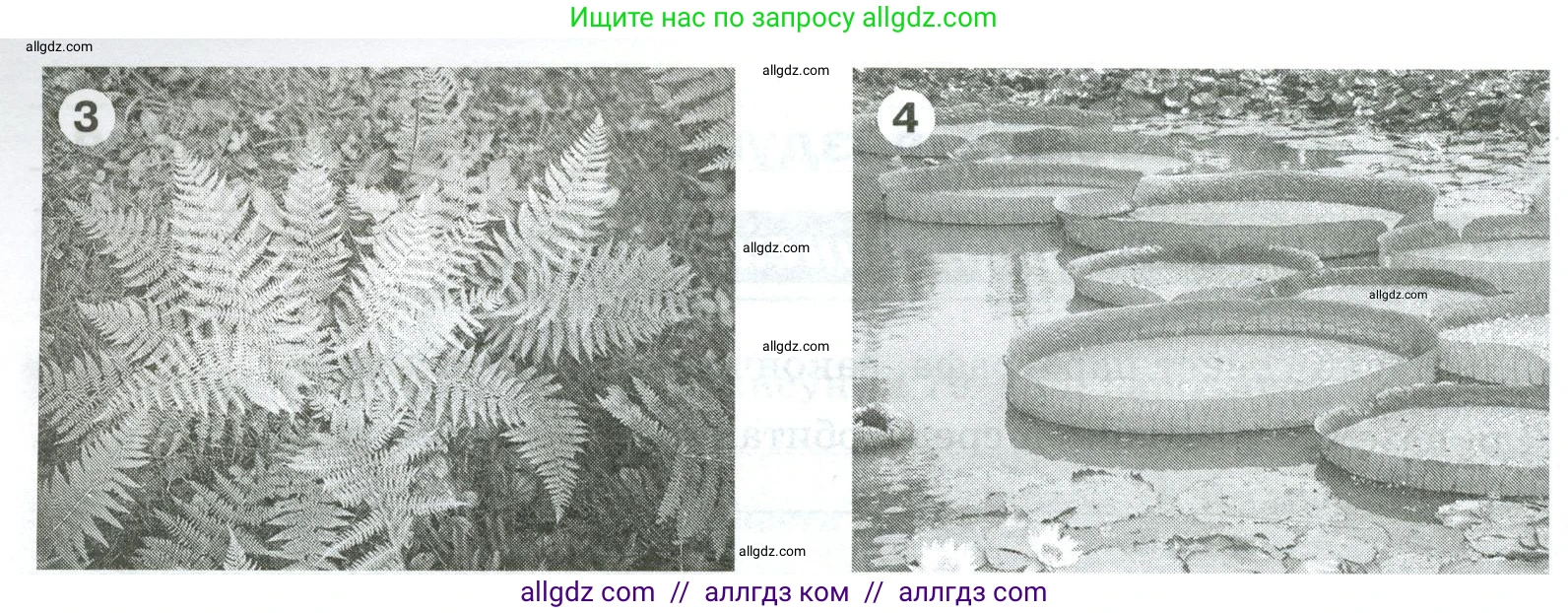 Биология, 5 класс рабочая тетрадь, авторы: Пасечник Владимир Васильевич, Суматохин Сергей Витальевич, Швецов Глеб Геннадьевич, Гапонюк Зоя Георгиевна, Косарькова Марина Викторовна, издательство Просвещение, Москва, 2023, оранжевого цвета, страница 71, номер 3, Условие (продолжение 2)