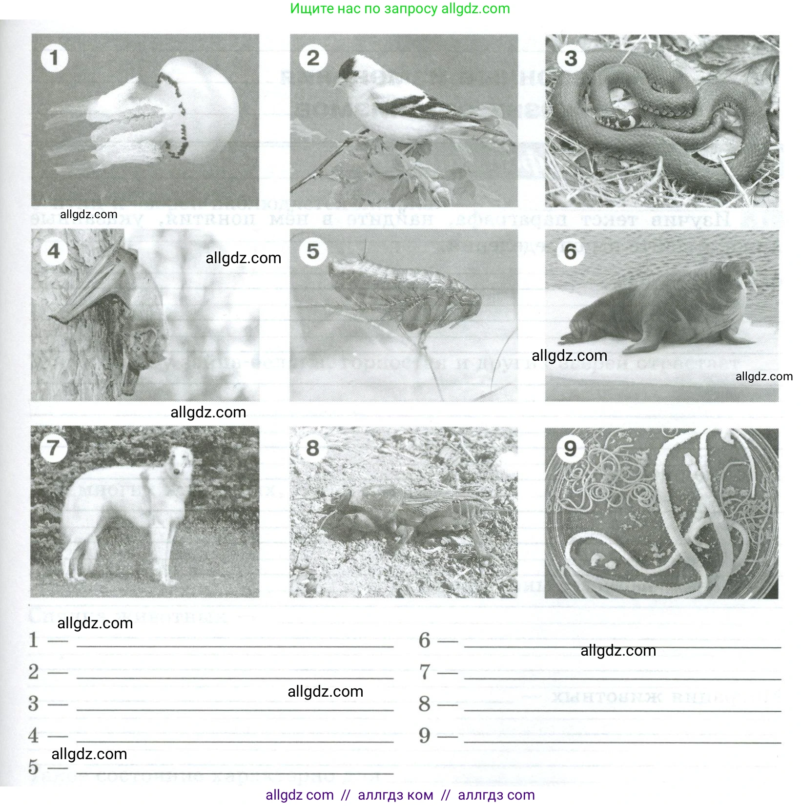 Биология, 5 класс рабочая тетрадь, авторы: Пасечник Владимир Васильевич, Суматохин Сергей Витальевич, Швецов Глеб Геннадьевич, Гапонюк Зоя Георгиевна, Косарькова Марина Викторовна, издательство Просвещение, Москва, 2023, оранжевого цвета, страница 74, номер 2, Условие (продолжение 2)