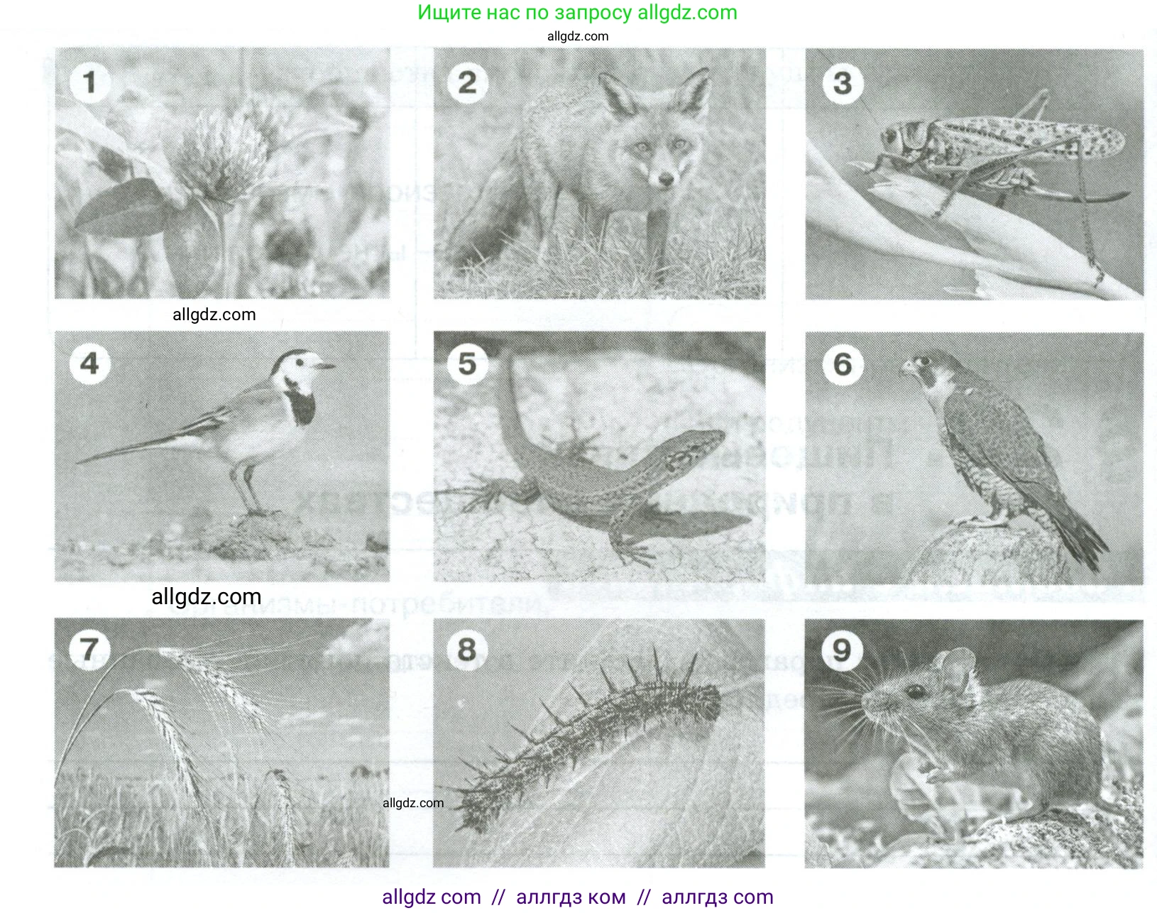 Биология, 5 класс рабочая тетрадь, авторы: Пасечник Владимир Васильевич, Суматохин Сергей Витальевич, Швецов Глеб Геннадьевич, Гапонюк Зоя Георгиевна, Косарькова Марина Викторовна, издательство Просвещение, Москва, 2023, оранжевого цвета, страница 89, номер 2, Условие (продолжение 2)