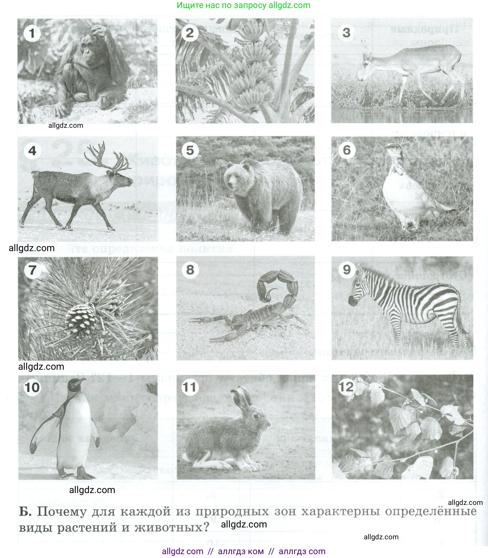 Биология, 5 класс рабочая тетрадь, авторы: Пасечник Владимир Васильевич, Суматохин Сергей Витальевич, Швецов Глеб Геннадьевич, Гапонюк Зоя Георгиевна, Косарькова Марина Викторовна, издательство Просвещение, Москва, 2023, оранжевого цвета, страница 97, номер 3, Условие (продолжение 2)