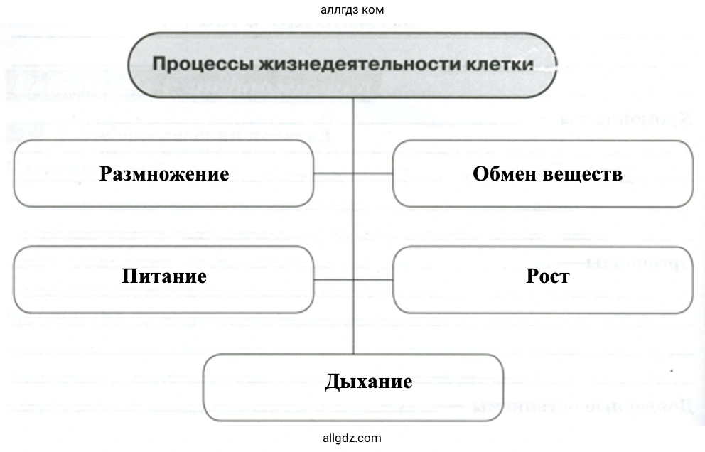 Процессы жизнедеятельности клетки - биология 5 класс Пасечник Рабочая тетрадь