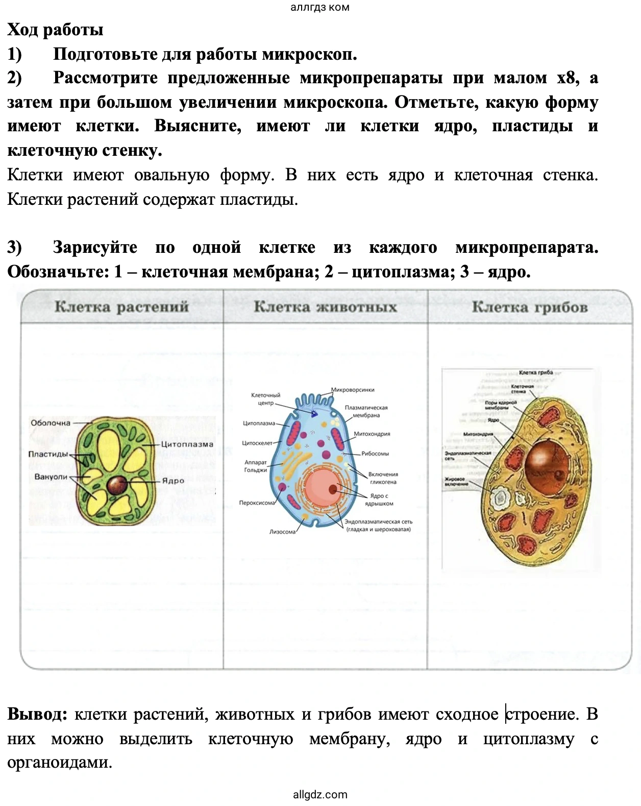 Объекты живой и неживой природы - биология 5 класс Пасечник Рабочая тетрадь