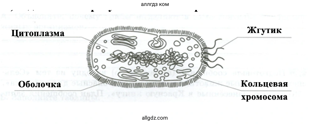 части бактериальной клетки - биология 5 класс Пасечник Рабочая тетрадь