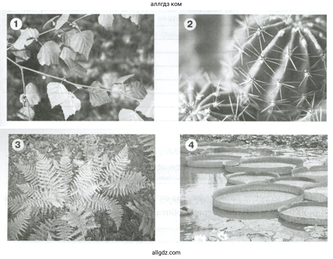 особенности строения листьев у растений - биология 5 класс Пасечник Рабочая тетрадь