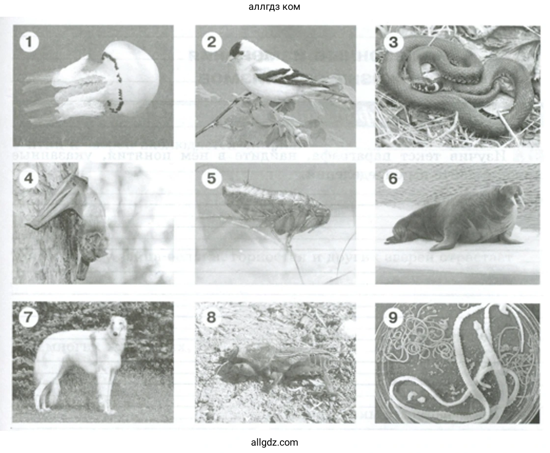 Рассмотрите изображённых на рисунке животных и определите их среду обитания. - биология 5 класс Пасечник Рабочая тетрадь