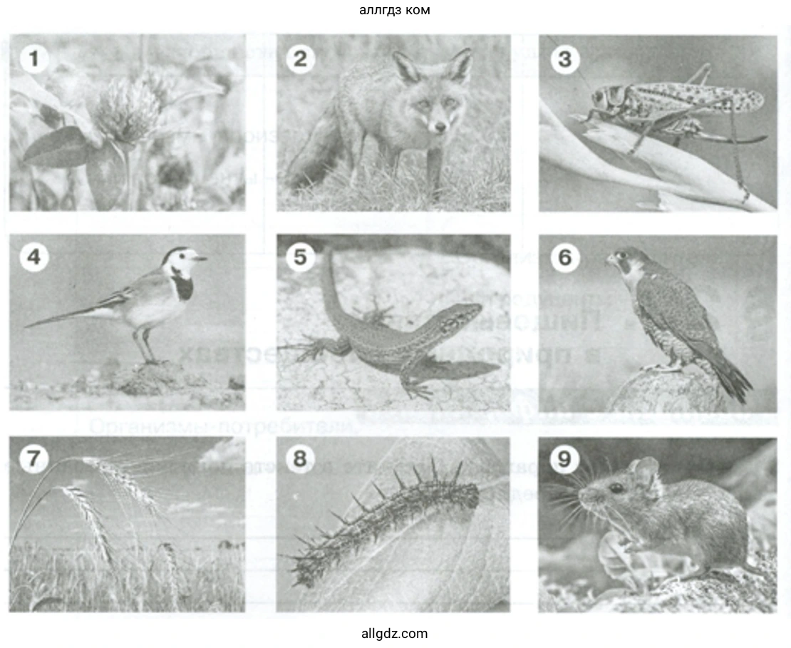 Объекты живой и неживой природы - биология 5 класс Пасечник Рабочая тетрадь