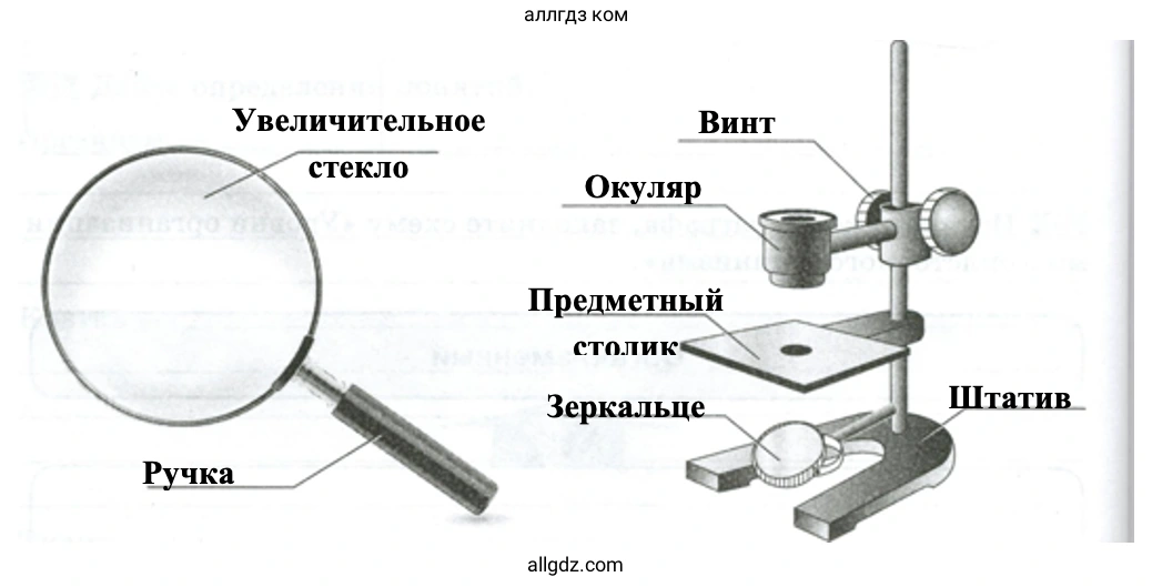 Объекты живой и неживой природы - биология 5 класс Пасечник Рабочая тетрадь