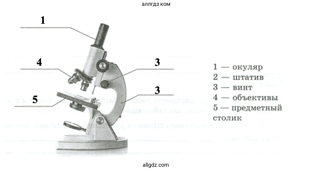 Микроскоп - биология 5 класс Пасечник Рабочая тетрадь