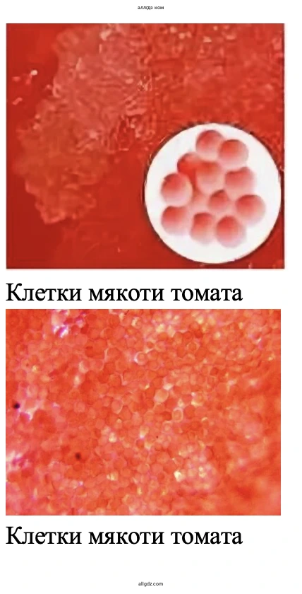 Клетки мякоти томата - биология 5 класс Пасечник Рабочая тетрадь