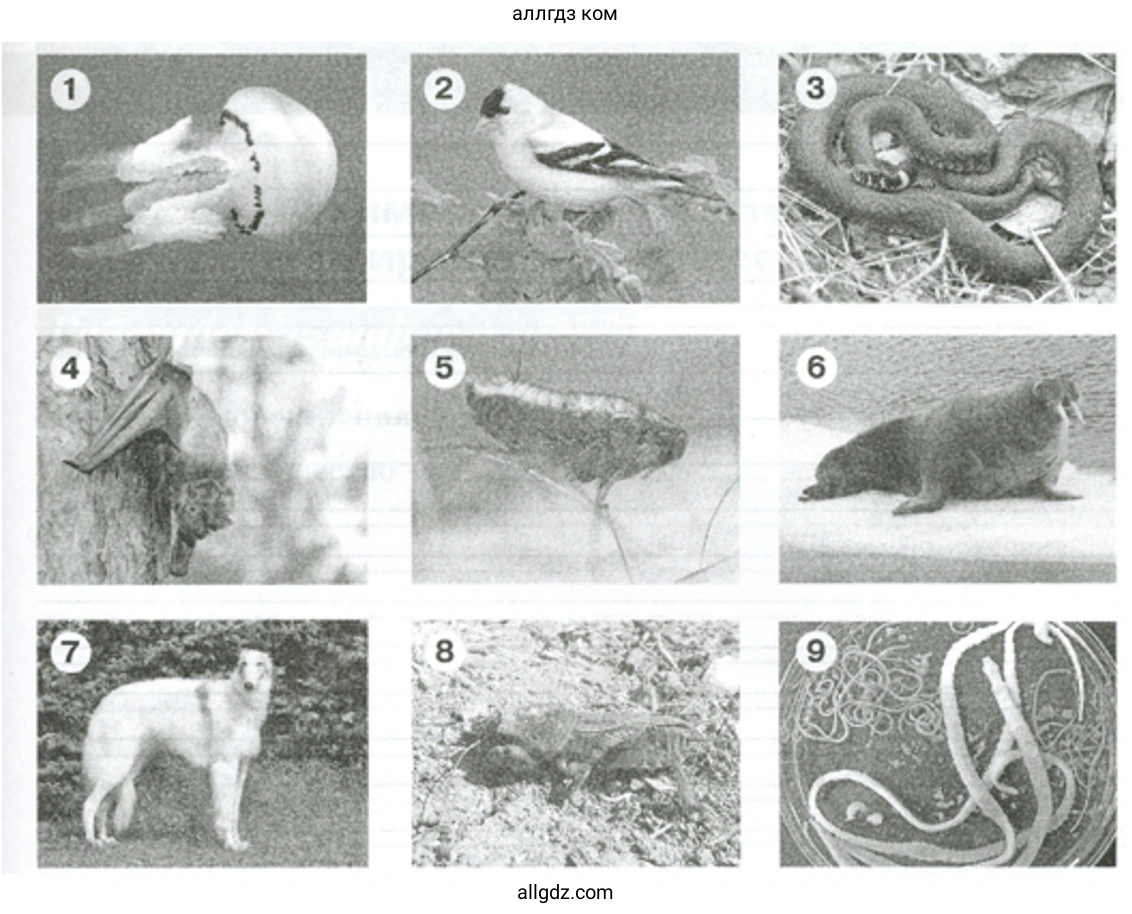 Определите характерную среду обитания для каждого животного. - биология 5 класс Пасечник Рабочая тетрадь