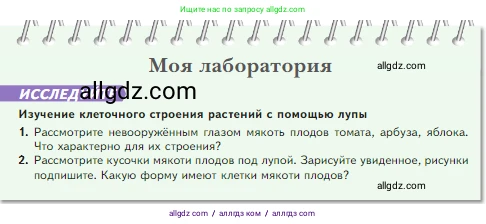 Биология, 5 класс Учебник, авторы: Пасечник Владимир Васильевич, Суматохин Сергей Витальевич, Гапонюк Зоя Георгиевна, Швецов Глеб Геннадьевич, издательство Просвещение, Москва, 2023, белого цвета, страница 62, Условие