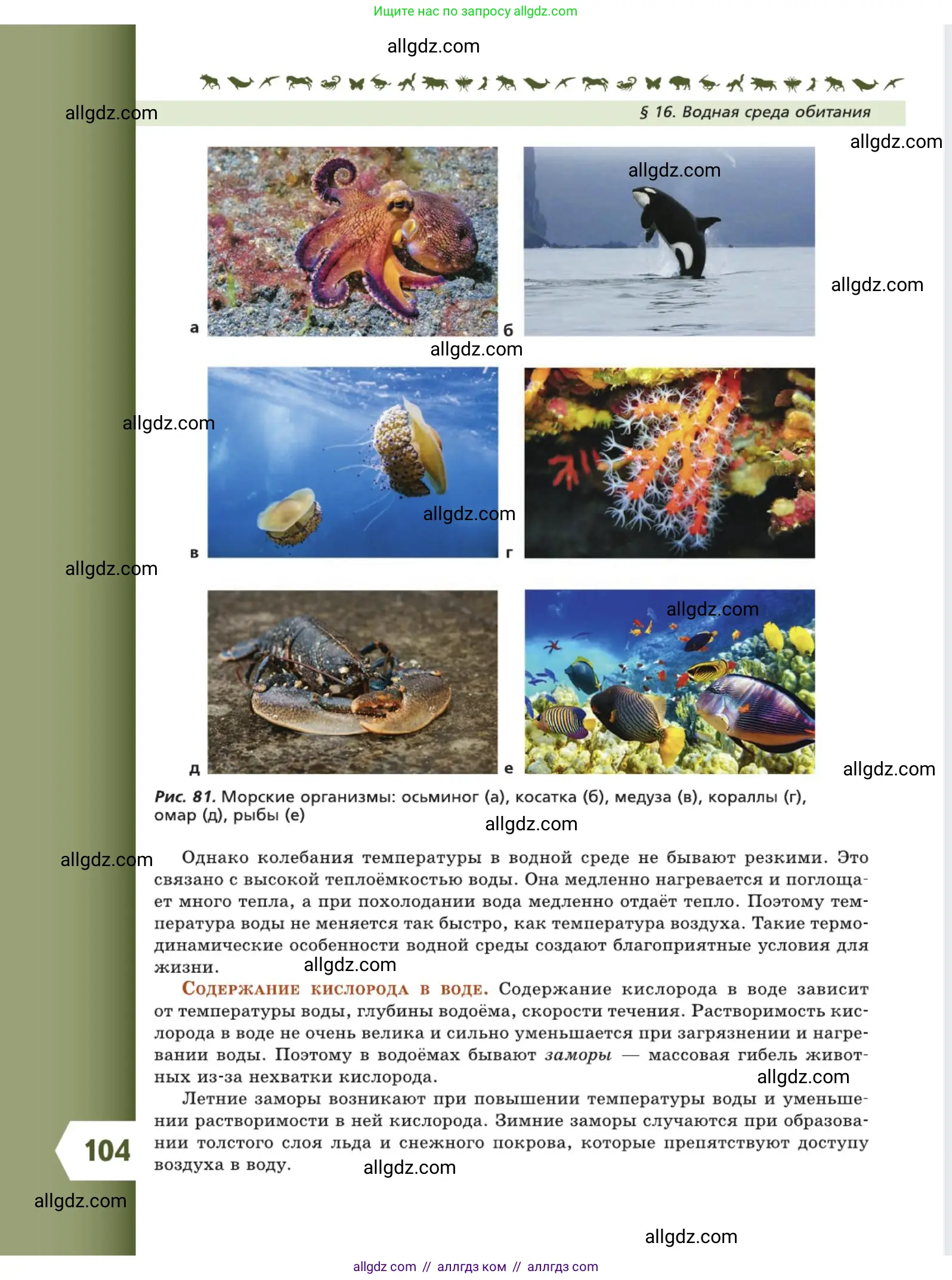 Биология, 5 класс Учебник, авторы: Пасечник Владимир Васильевич, Суматохин Сергей Витальевич, Гапонюк Зоя Георгиевна, Швецов Глеб Геннадьевич, издательство Просвещение, Москва, 2023, белого цвета, страница 104