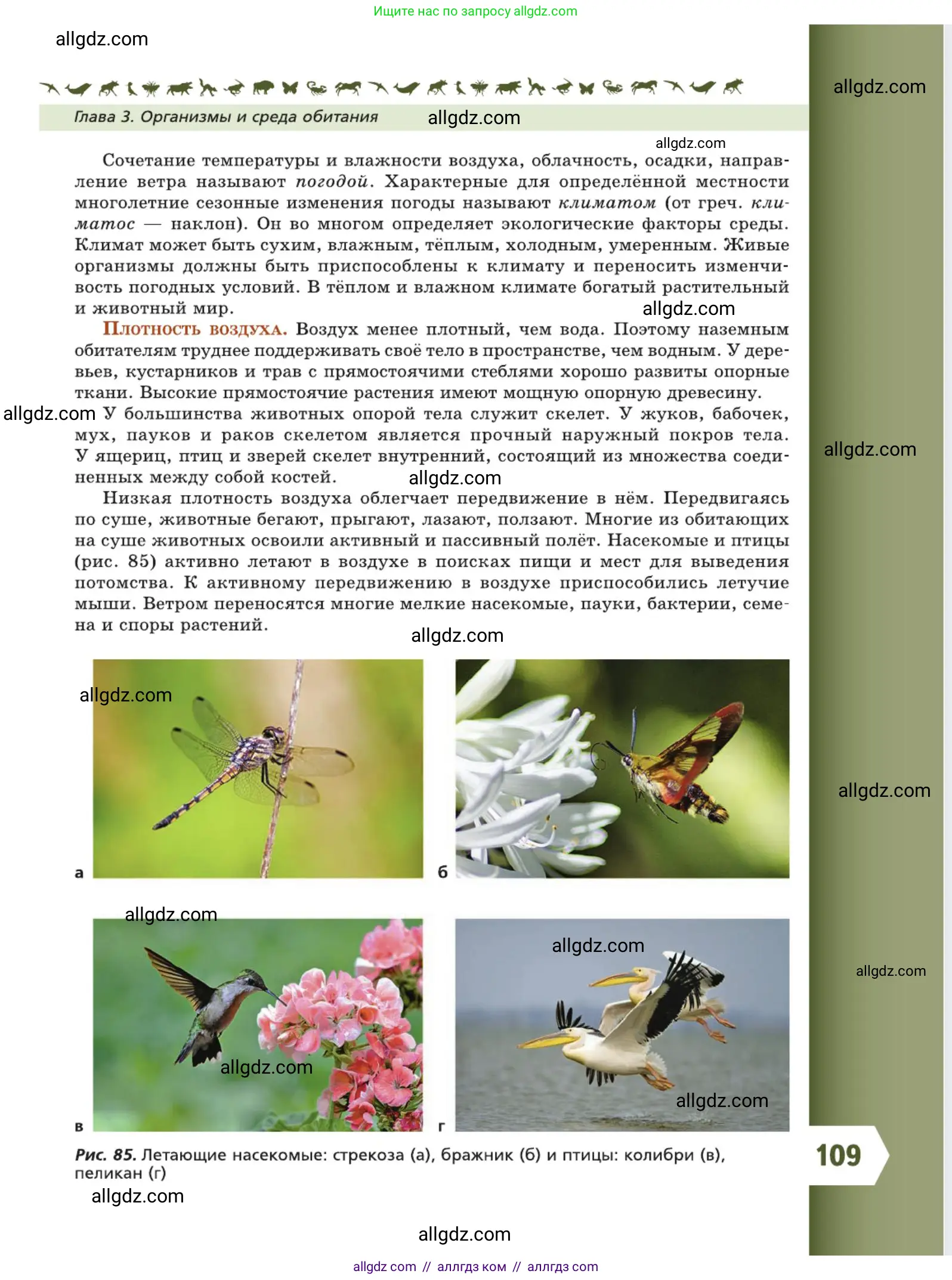 Биология, 5 класс Учебник, авторы: Пасечник Владимир Васильевич, Суматохин Сергей Витальевич, Гапонюк Зоя Георгиевна, Швецов Глеб Геннадьевич, издательство Просвещение, Москва, 2023, белого цвета, страница 109