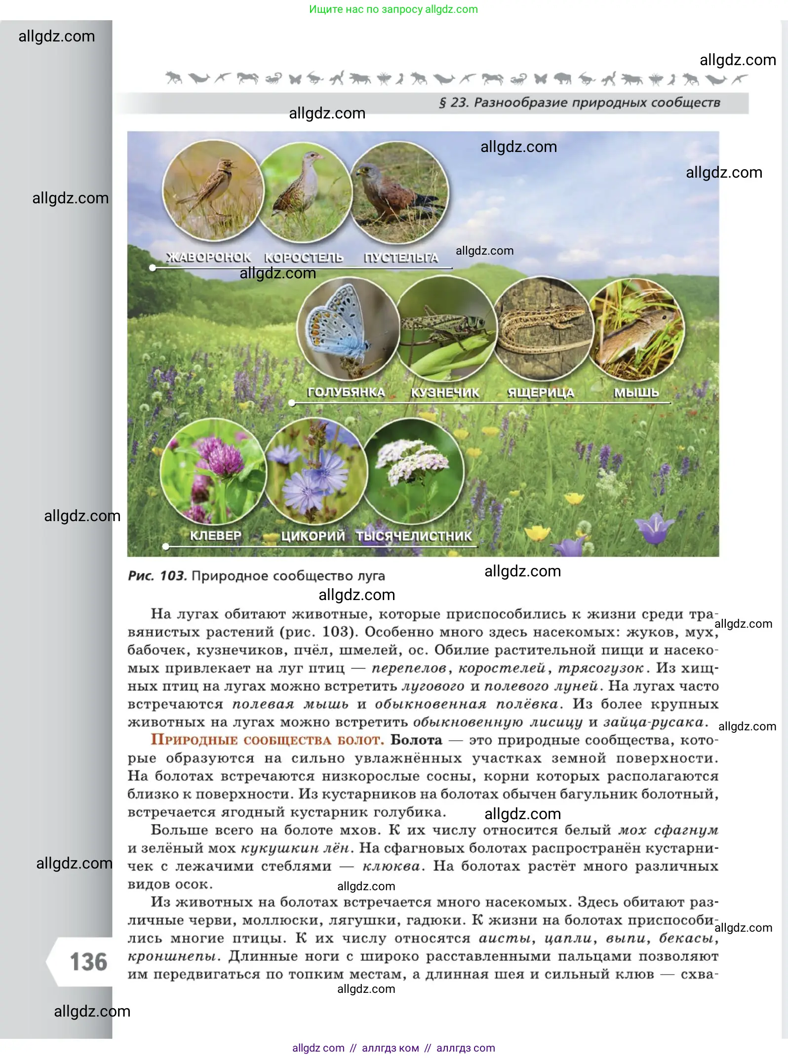 Биология, 5 класс Учебник, авторы: Пасечник Владимир Васильевич, Суматохин Сергей Витальевич, Гапонюк Зоя Георгиевна, Швецов Глеб Геннадьевич, издательство Просвещение, Москва, 2023, белого цвета, страница 136