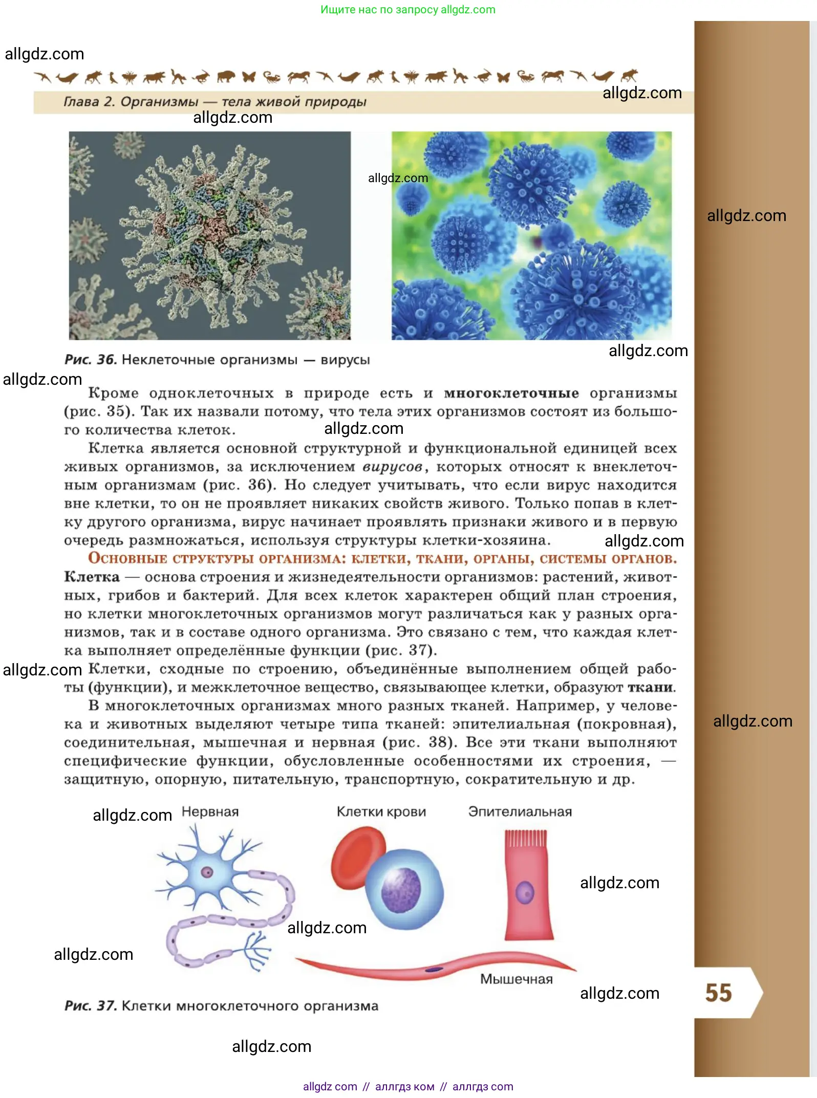 Биология, 5 класс Учебник, авторы: Пасечник Владимир Васильевич, Суматохин Сергей Витальевич, Гапонюк Зоя Георгиевна, Швецов Глеб Геннадьевич, издательство Просвещение, Москва, 2023, белого цвета, страница 55