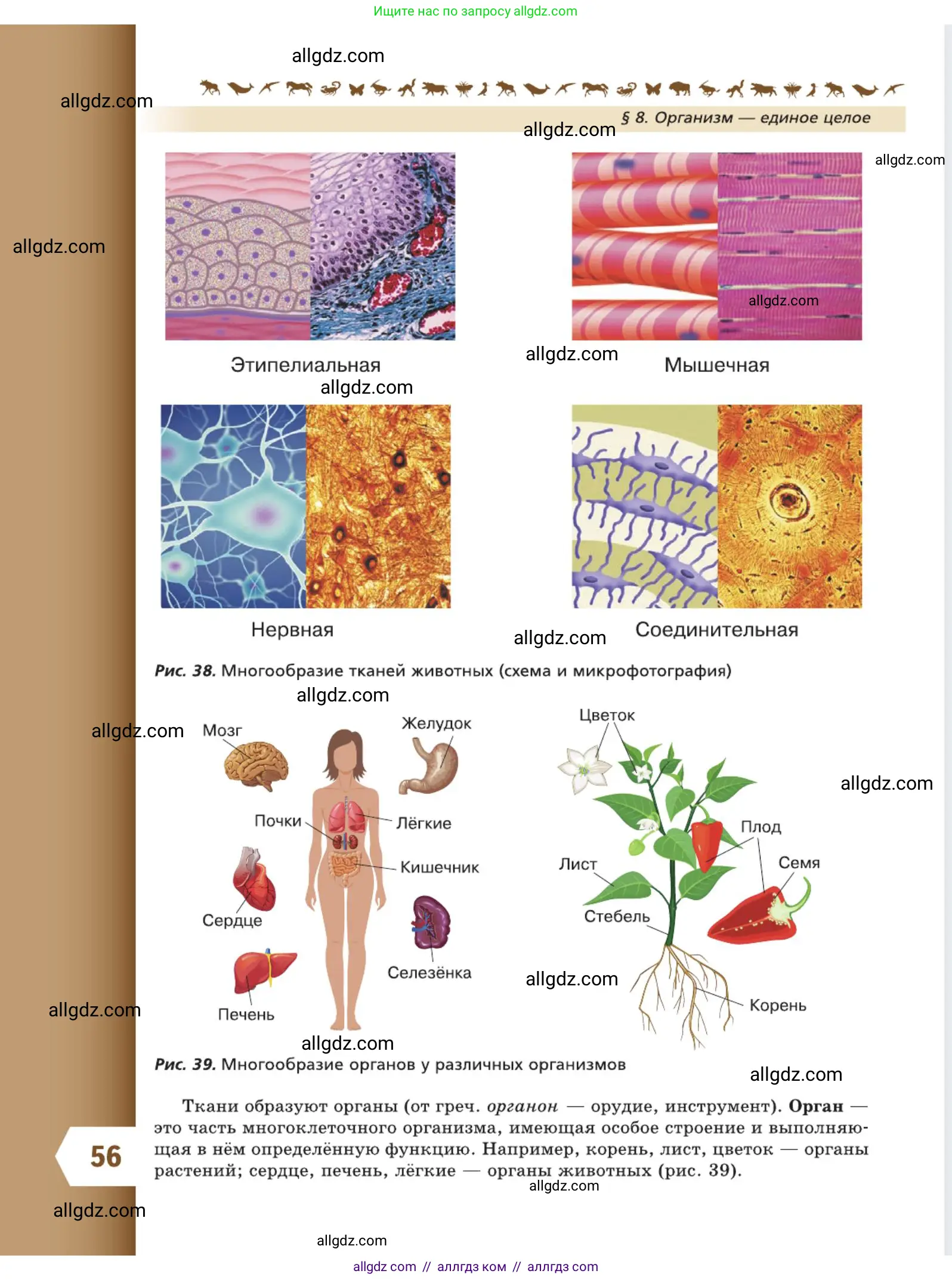 Биология, 5 класс Учебник, авторы: Пасечник Владимир Васильевич, Суматохин Сергей Витальевич, Гапонюк Зоя Георгиевна, Швецов Глеб Геннадьевич, издательство Просвещение, Москва, 2023, белого цвета, страница 56
