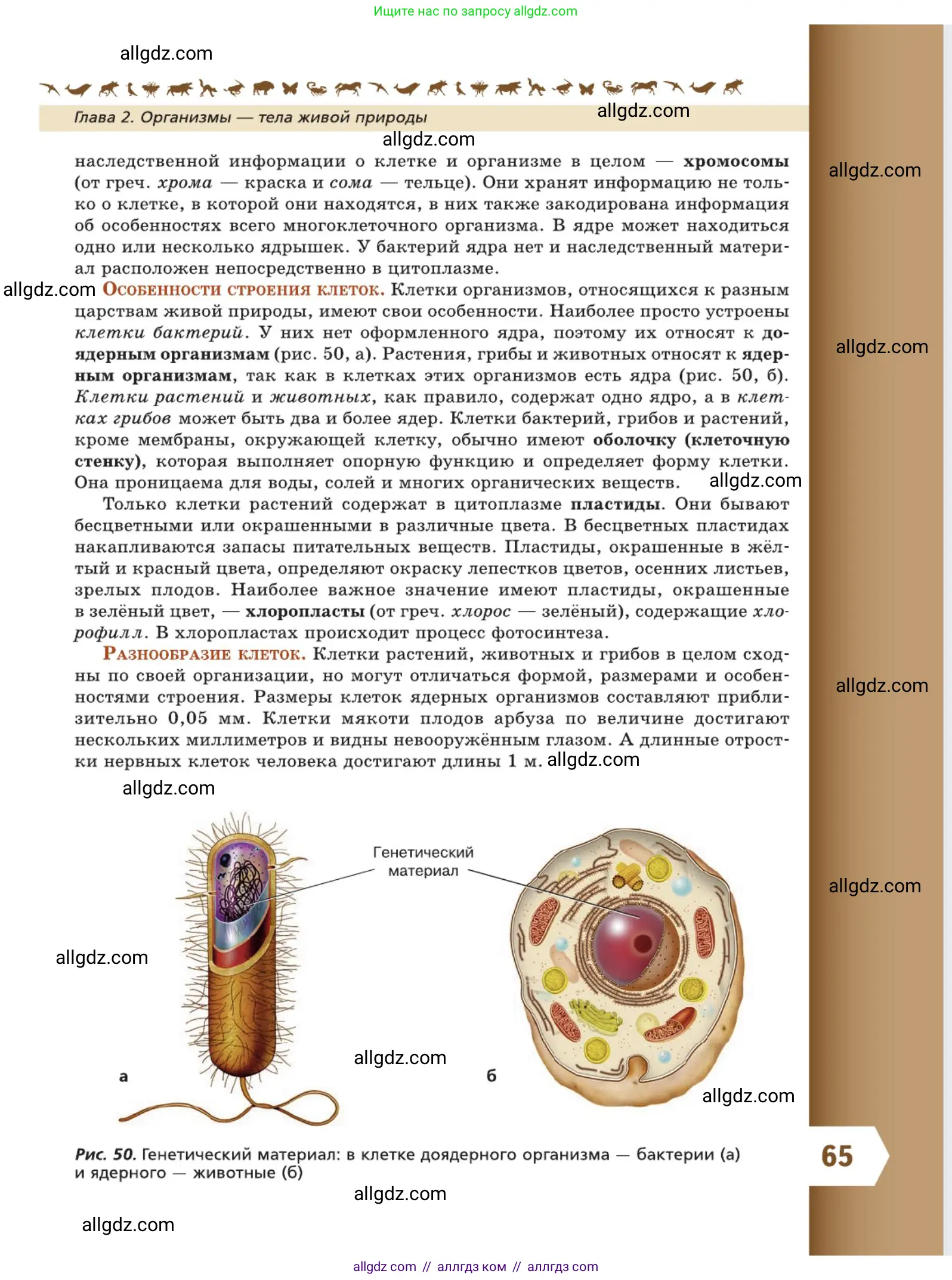 Биология, 5 класс Учебник, авторы: Пасечник Владимир Васильевич, Суматохин Сергей Витальевич, Гапонюк Зоя Георгиевна, Швецов Глеб Геннадьевич, издательство Просвещение, Москва, 2023, белого цвета, страница 65