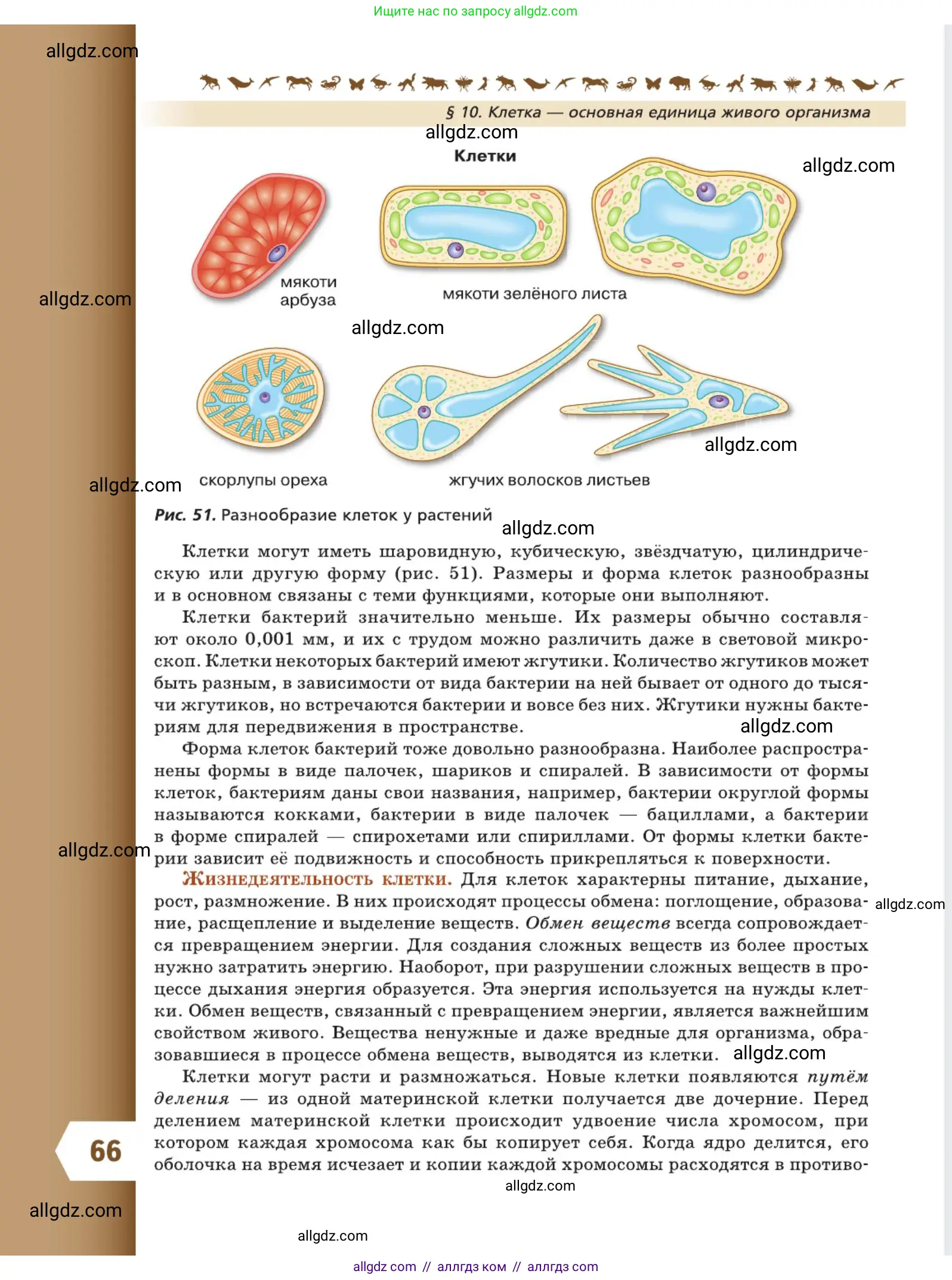 Биология, 5 класс Учебник, авторы: Пасечник Владимир Васильевич, Суматохин Сергей Витальевич, Гапонюк Зоя Георгиевна, Швецов Глеб Геннадьевич, издательство Просвещение, Москва, 2023, белого цвета, страница 66