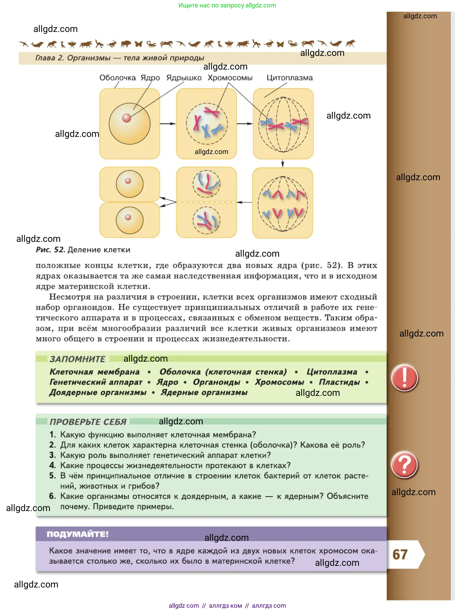 Биология, 5 класс Учебник, авторы: Пасечник Владимир Васильевич, Суматохин Сергей Витальевич, Гапонюк Зоя Георгиевна, Швецов Глеб Геннадьевич, издательство Просвещение, Москва, 2023, белого цвета, страница 67